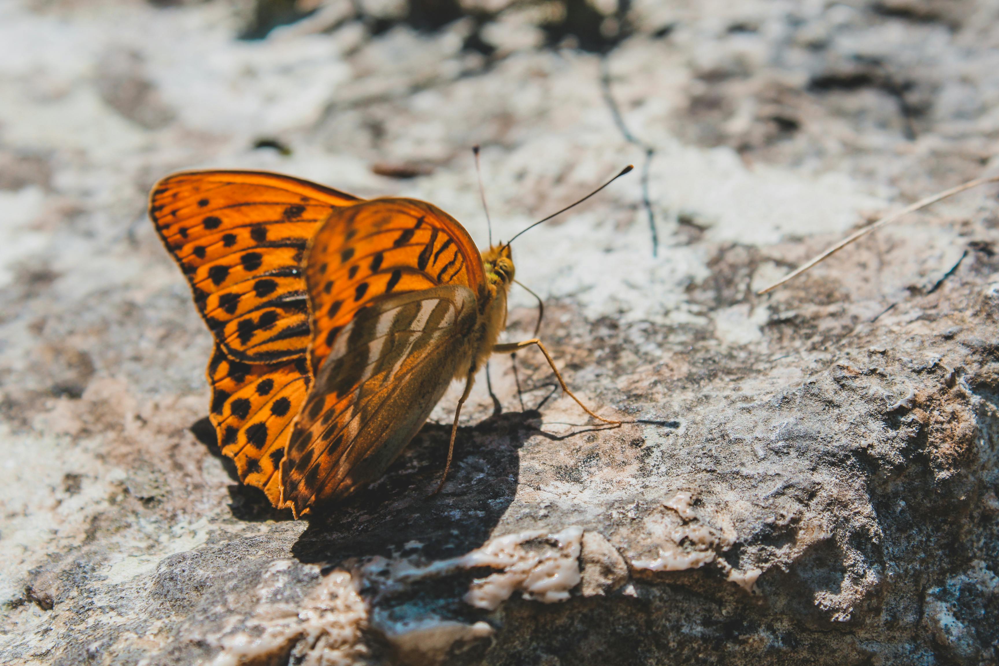 A beautiful butterfly resting on the ground