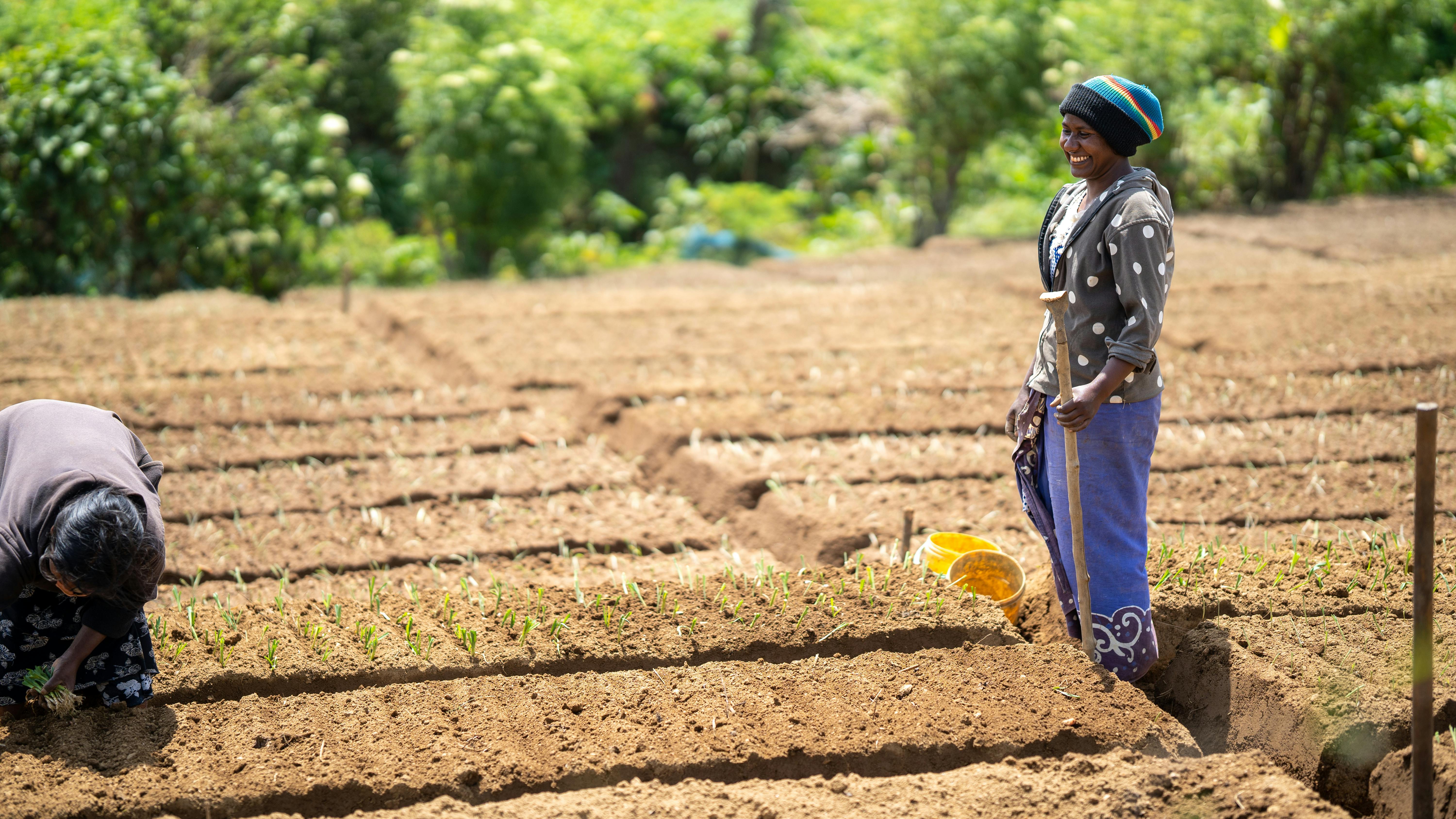 Young Woman Smiling at Her Colleague Planting Stalks in a Garden