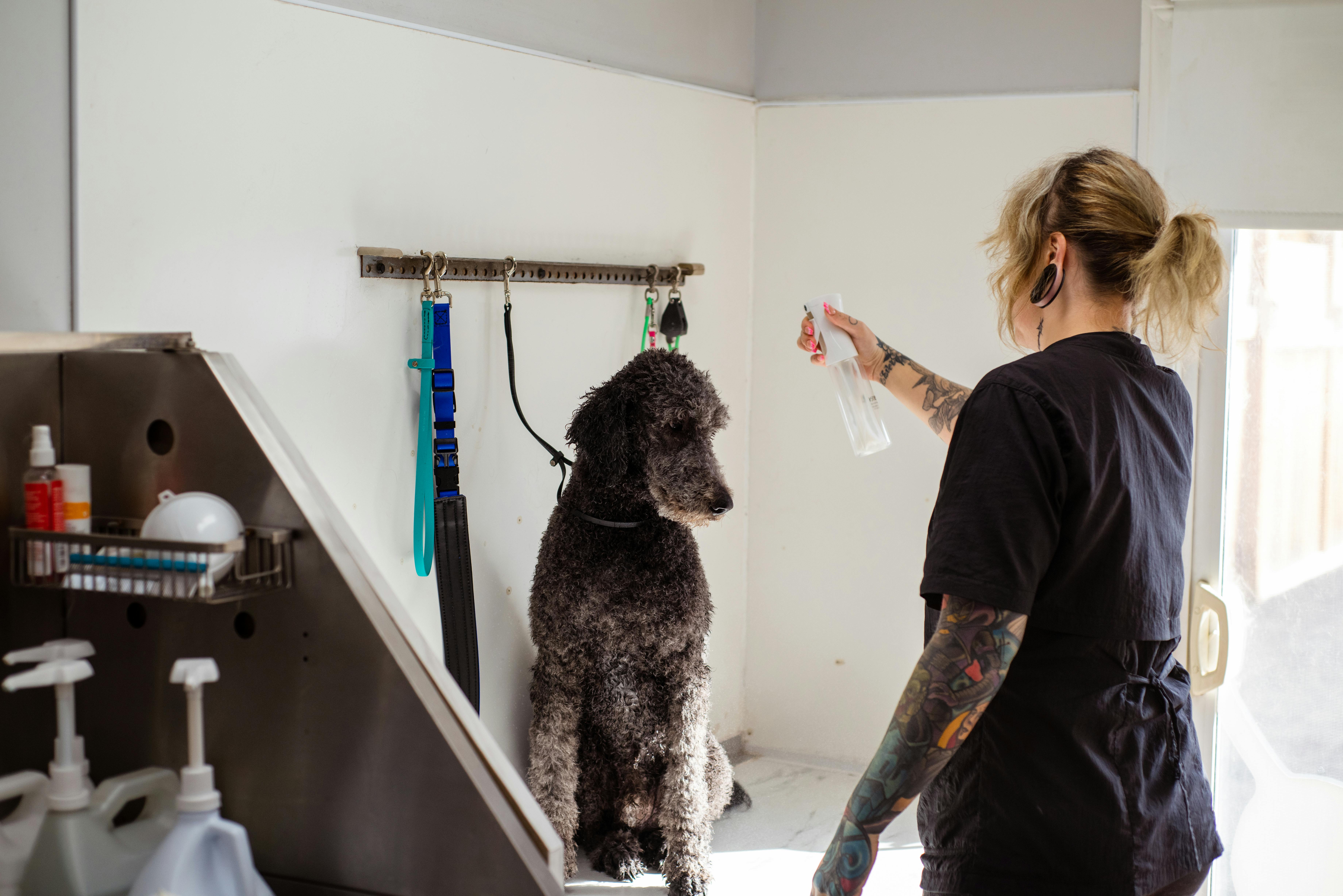 Poodle while Professional Grooming