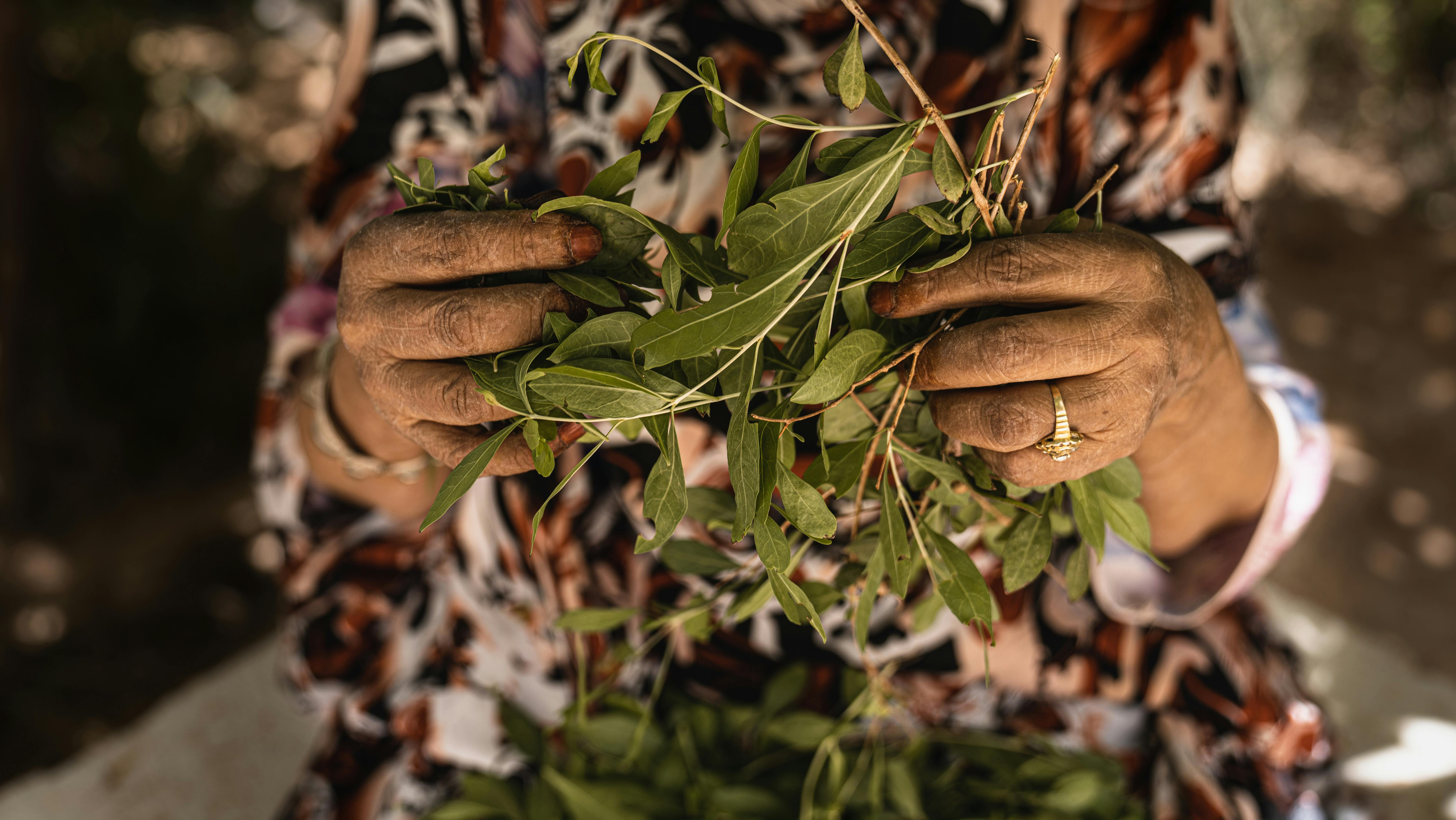 Senior Woman Holding Herbs Leaves