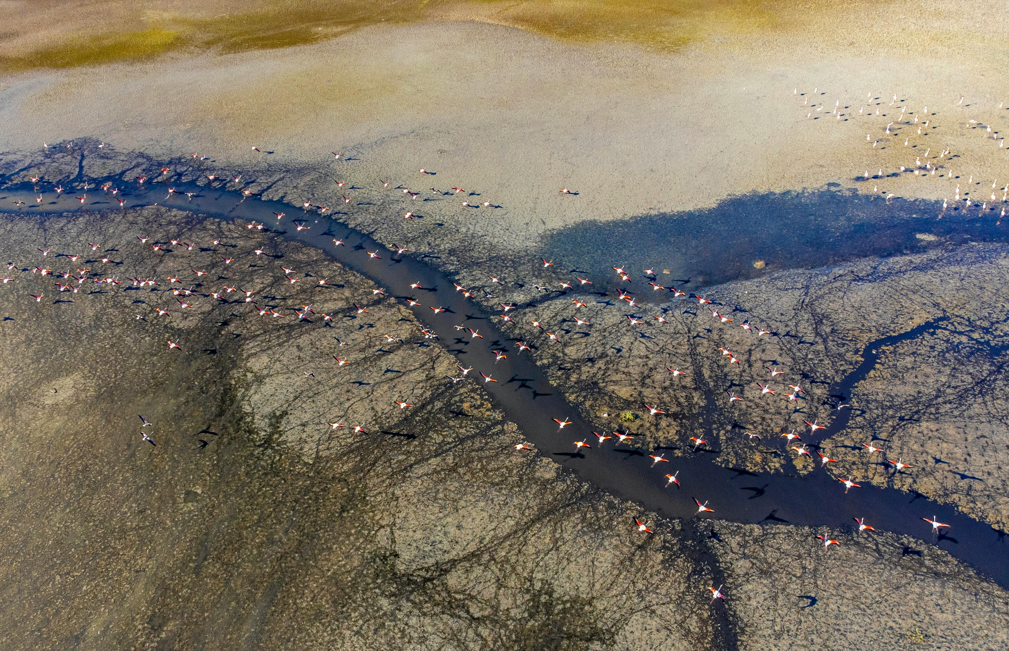 Aerial View of Flamingos on Dried Lake