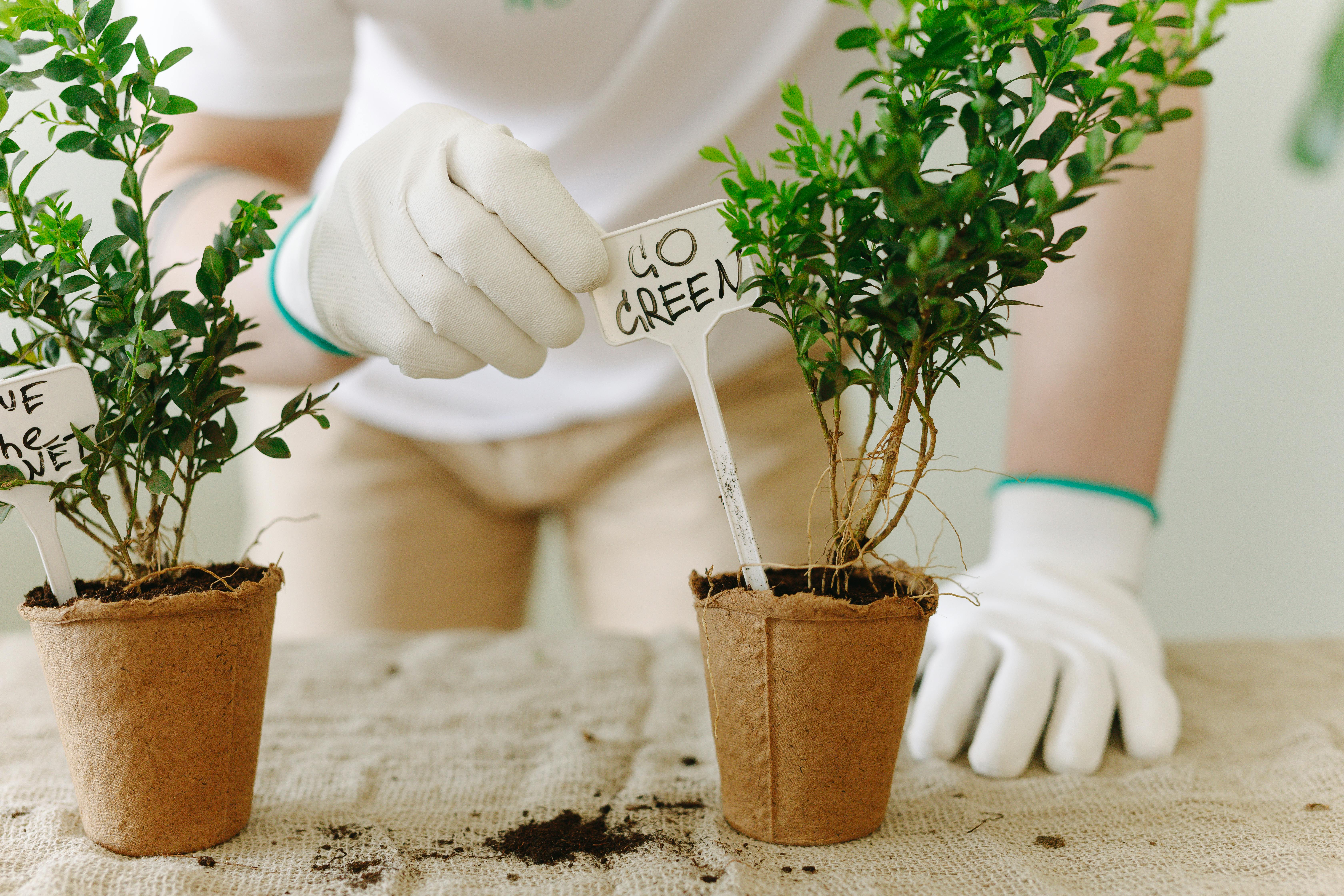 Person Planting Plants on Pot