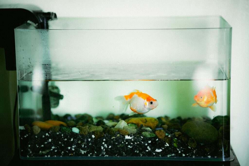 Aquarium Maintenance Slogan Ideas
