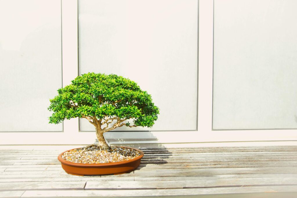 Bonsai Tree Care Slogan Ideas