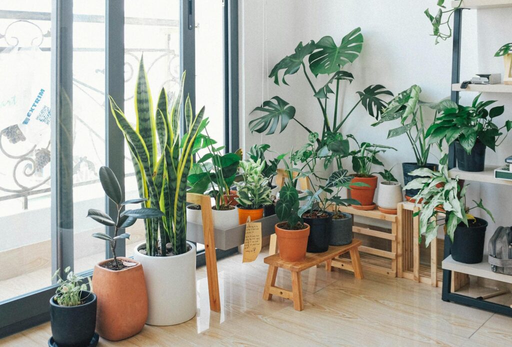 Indoor Plants Slogan Ideas