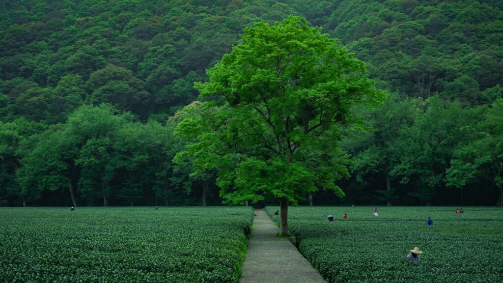 Local Gardening Tips Slogan Ideas