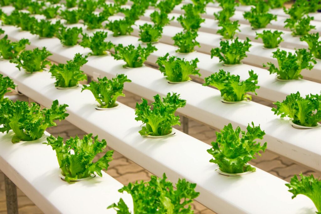 Organic Farming Slogan Ideas