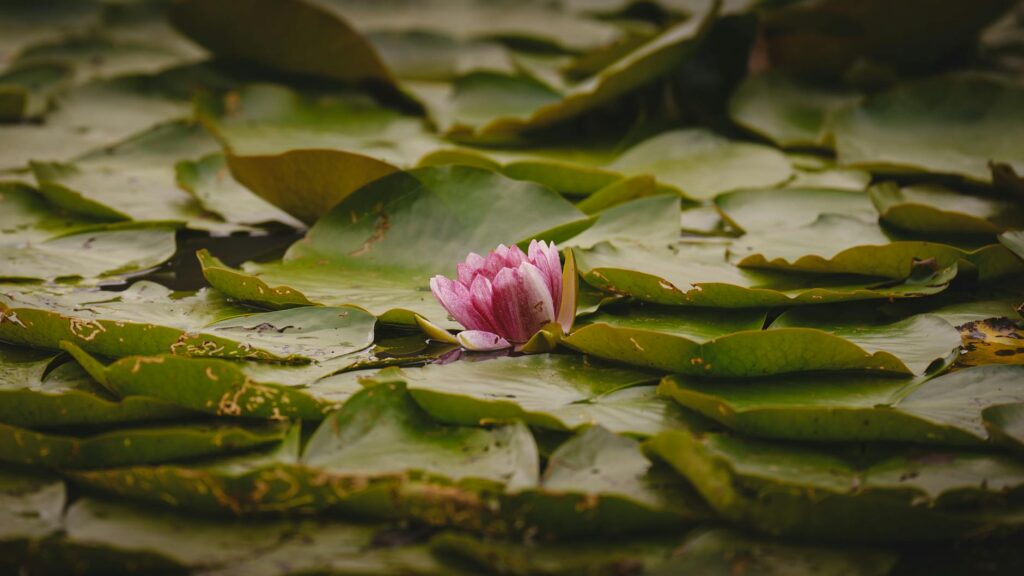 Organic Gardening Solutions Slogan Ideas