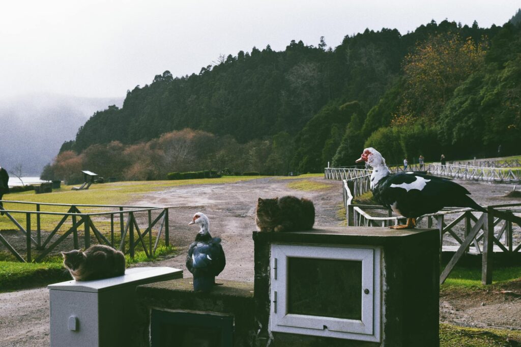 Pet-Friendly Travel Slogan Ideas