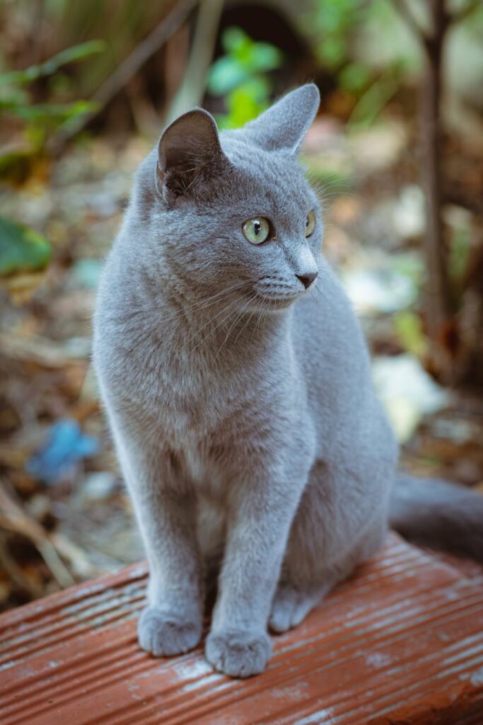 Pet Sitting Slogan Ideas