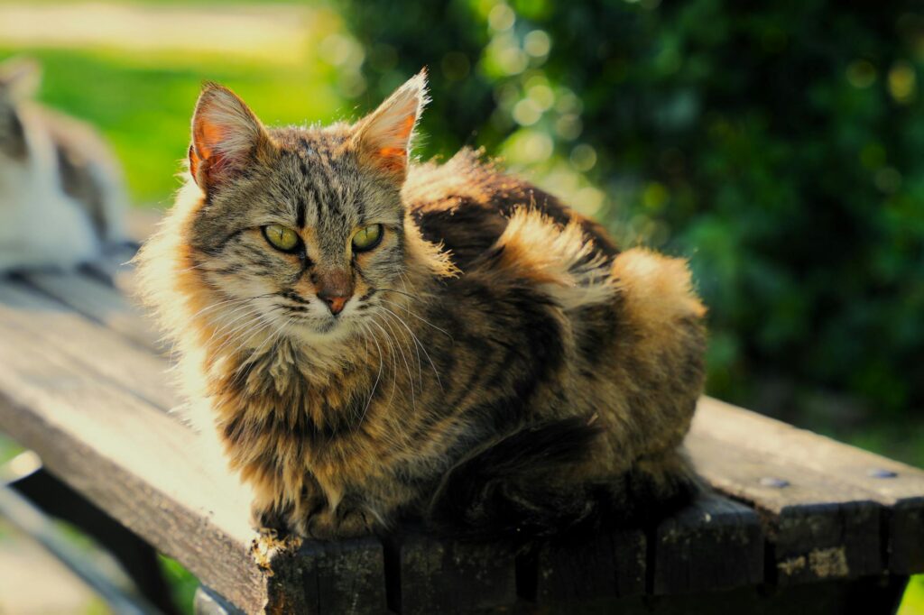 Pet Sitting Services Promotions Slogan Ideas