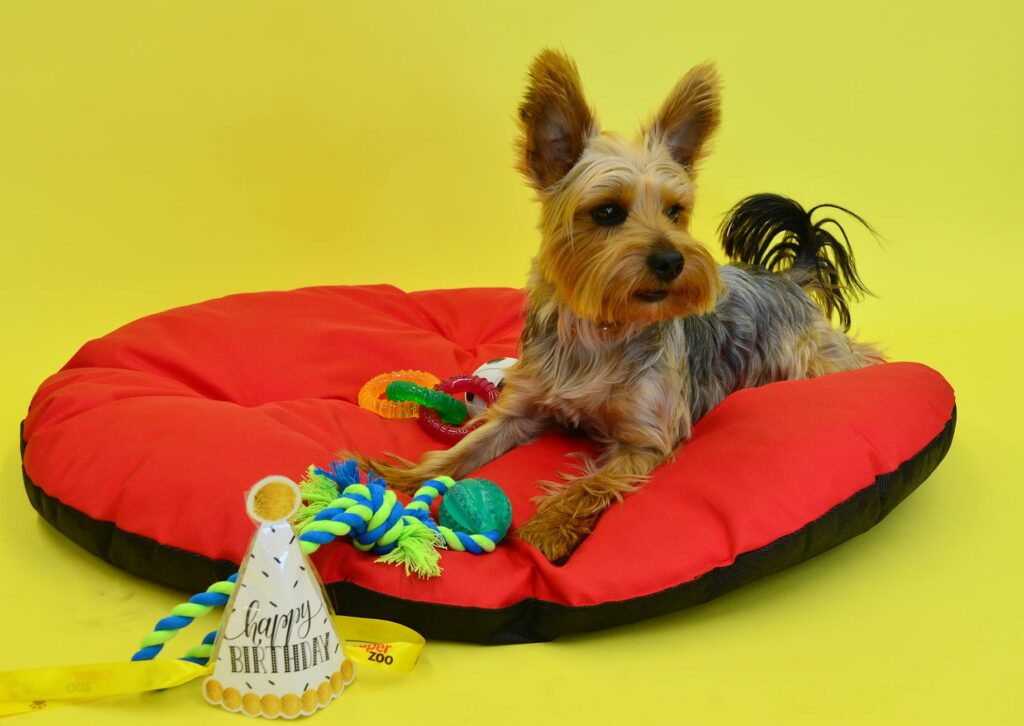 Pet Toys Slogan Ideas