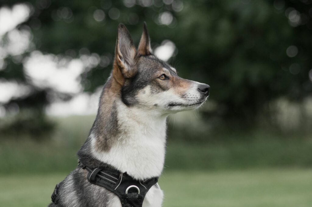 Pet Training Slogan Ideas