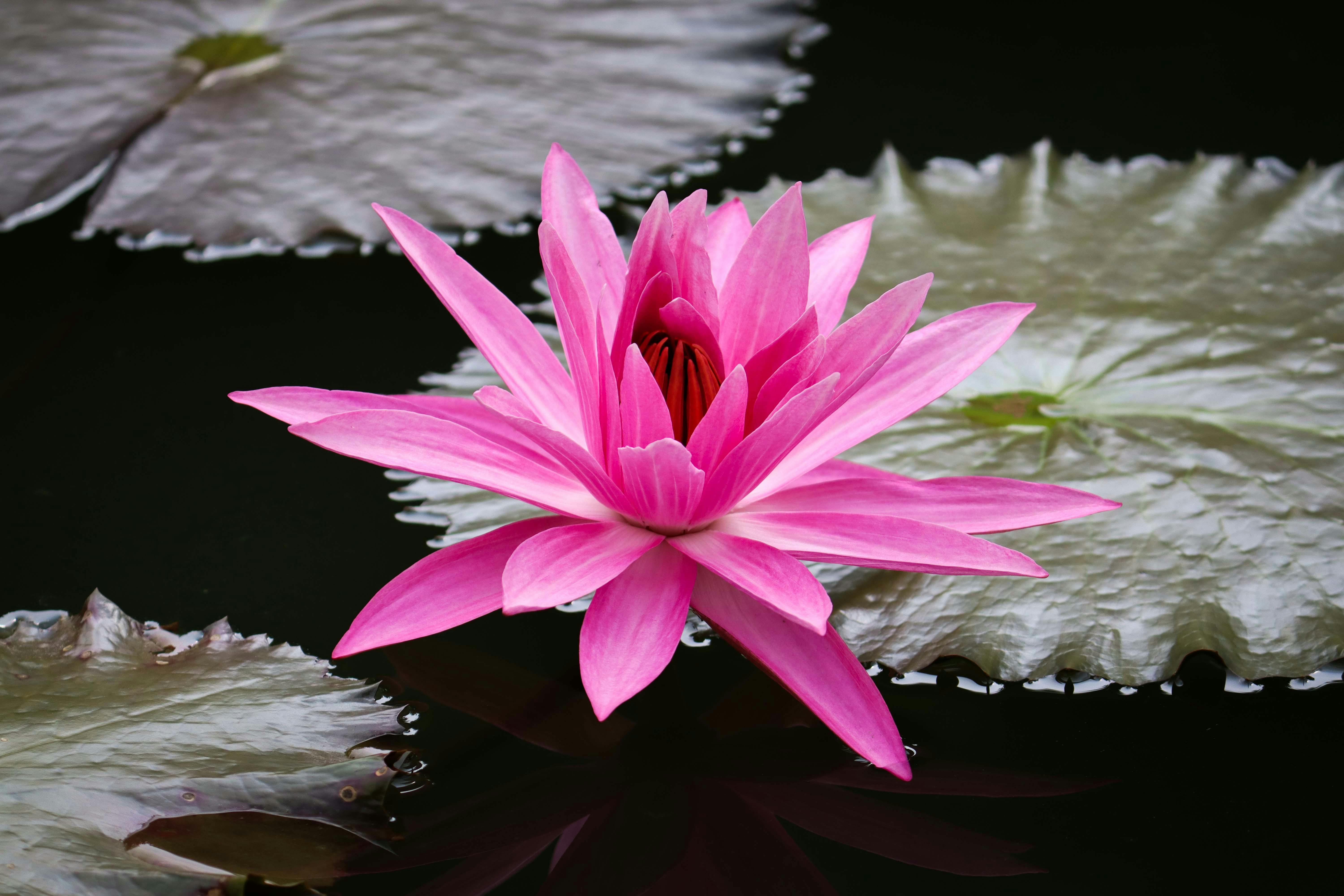 A Pink Water Lily in Full Bloom