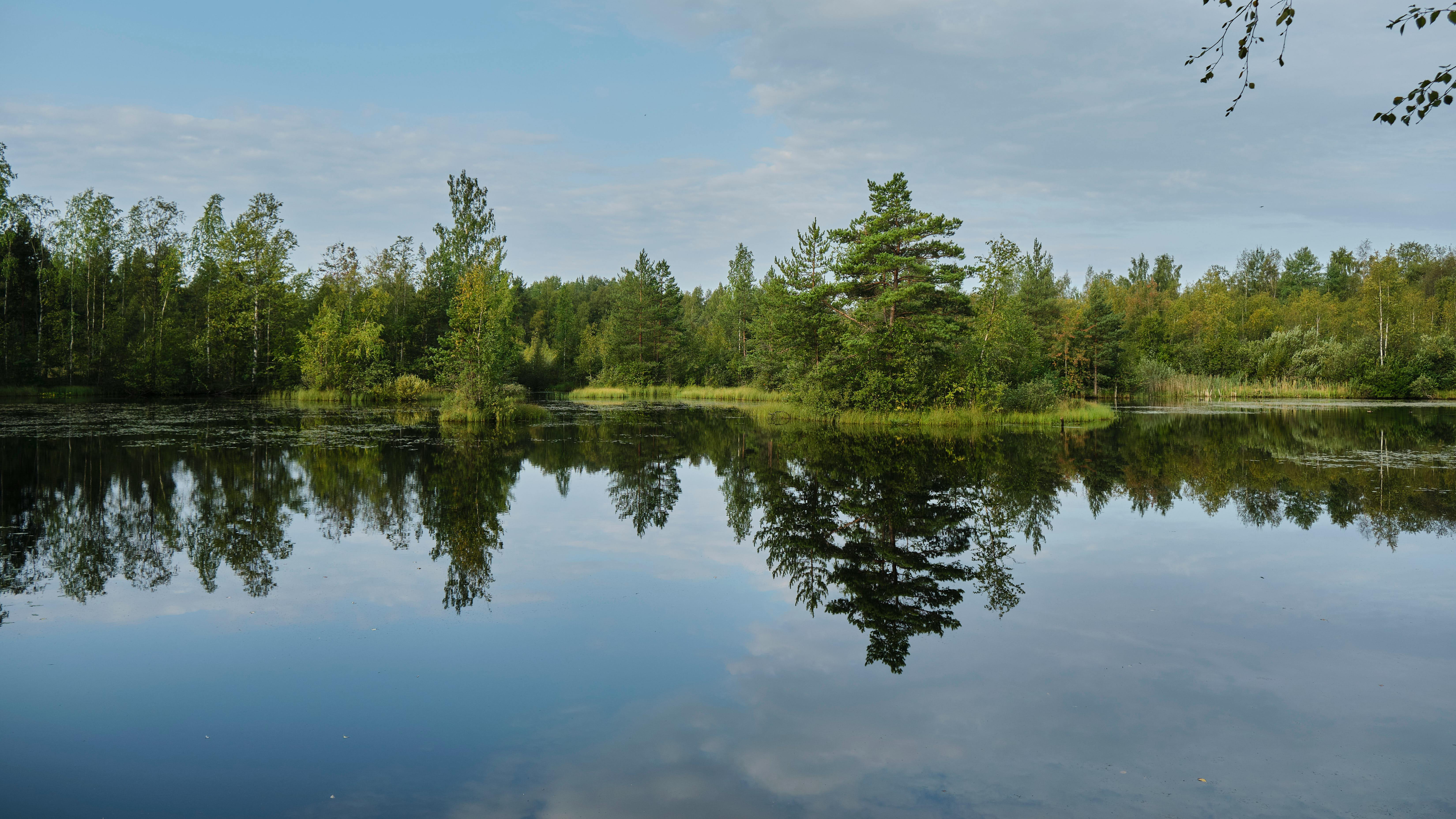 Green Trees Beside Body of Water Under Blue Sky