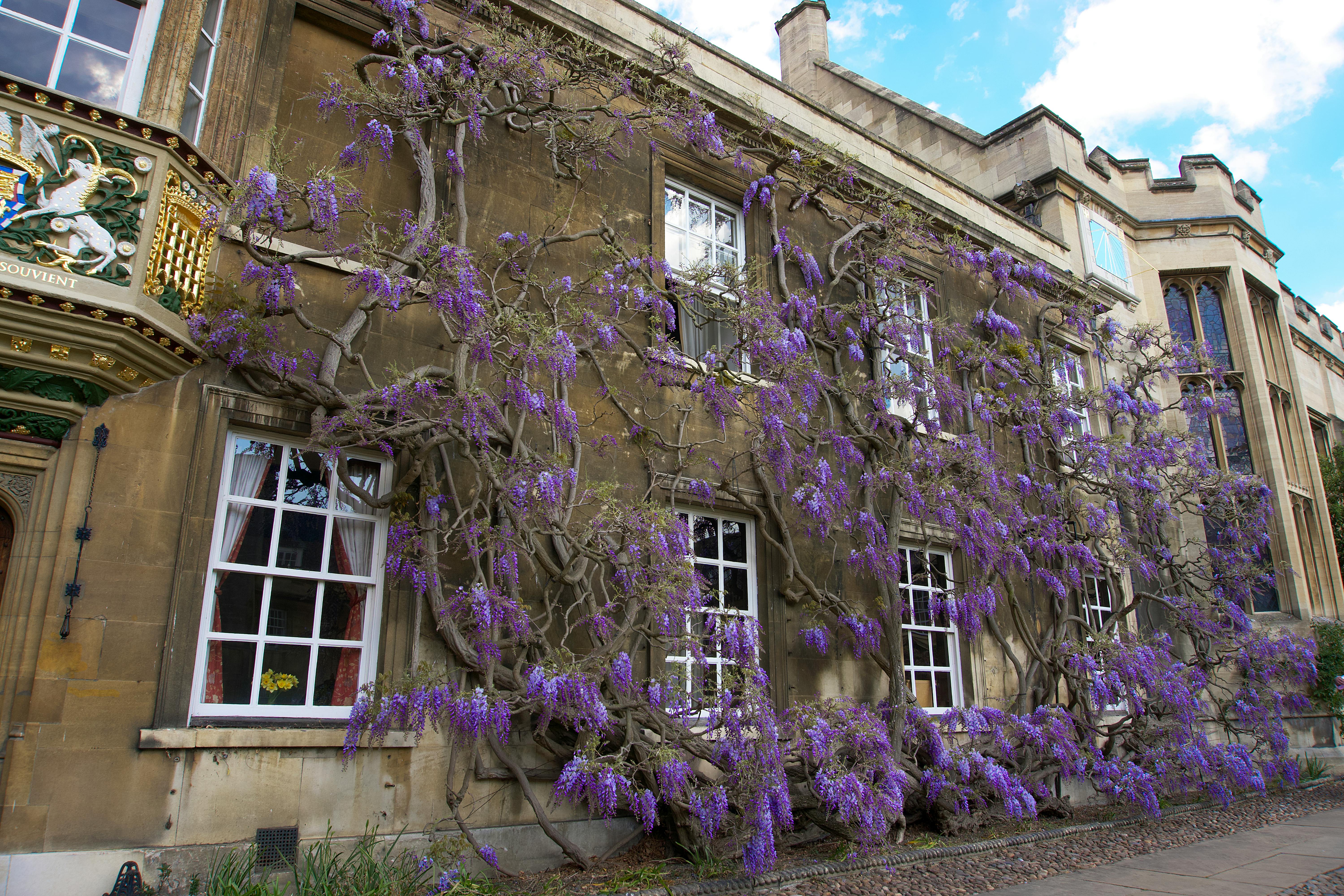 Purple Flowers on Brown Concrete Building
