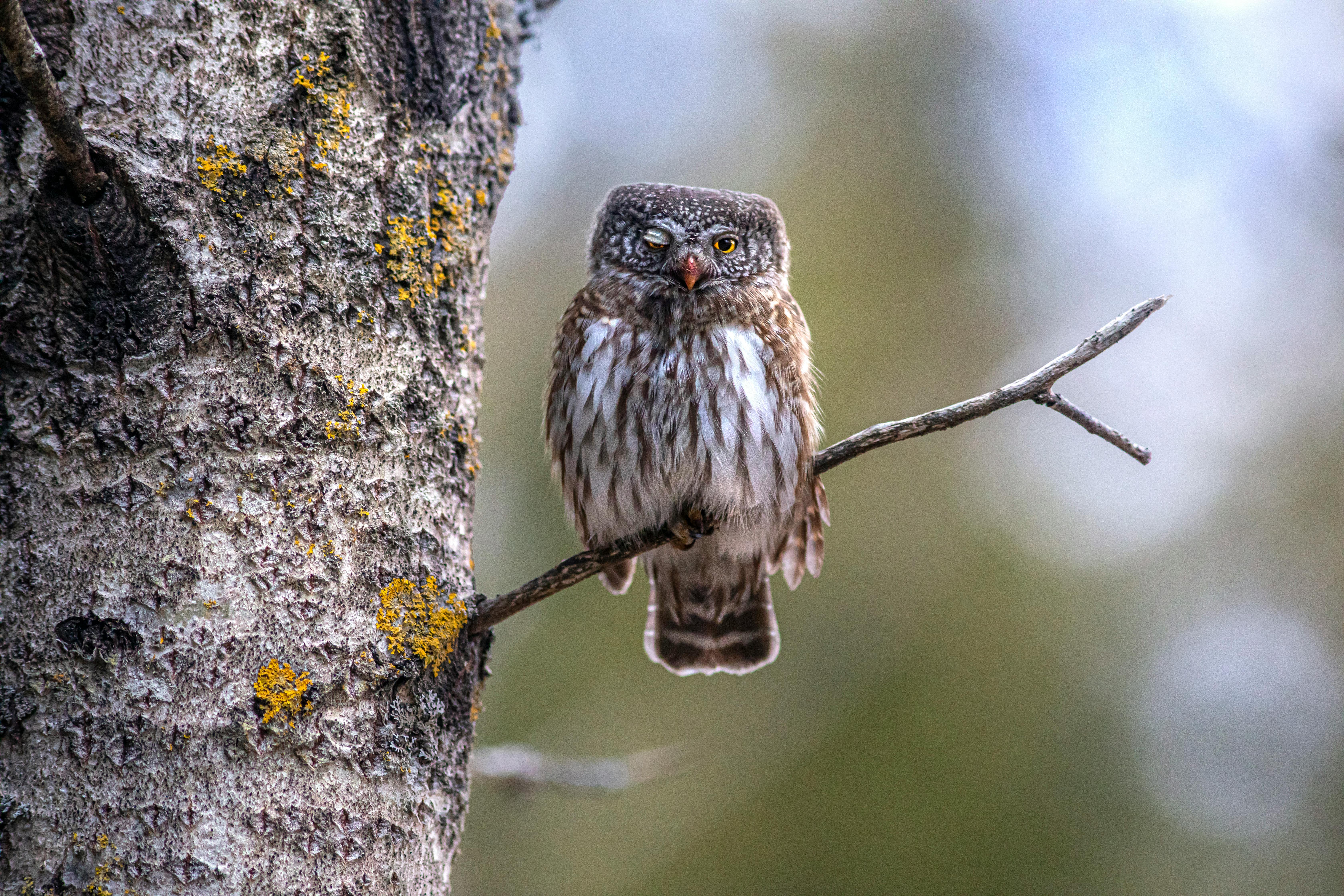 A Eurasian Pygmy Owl Perched on a Branch