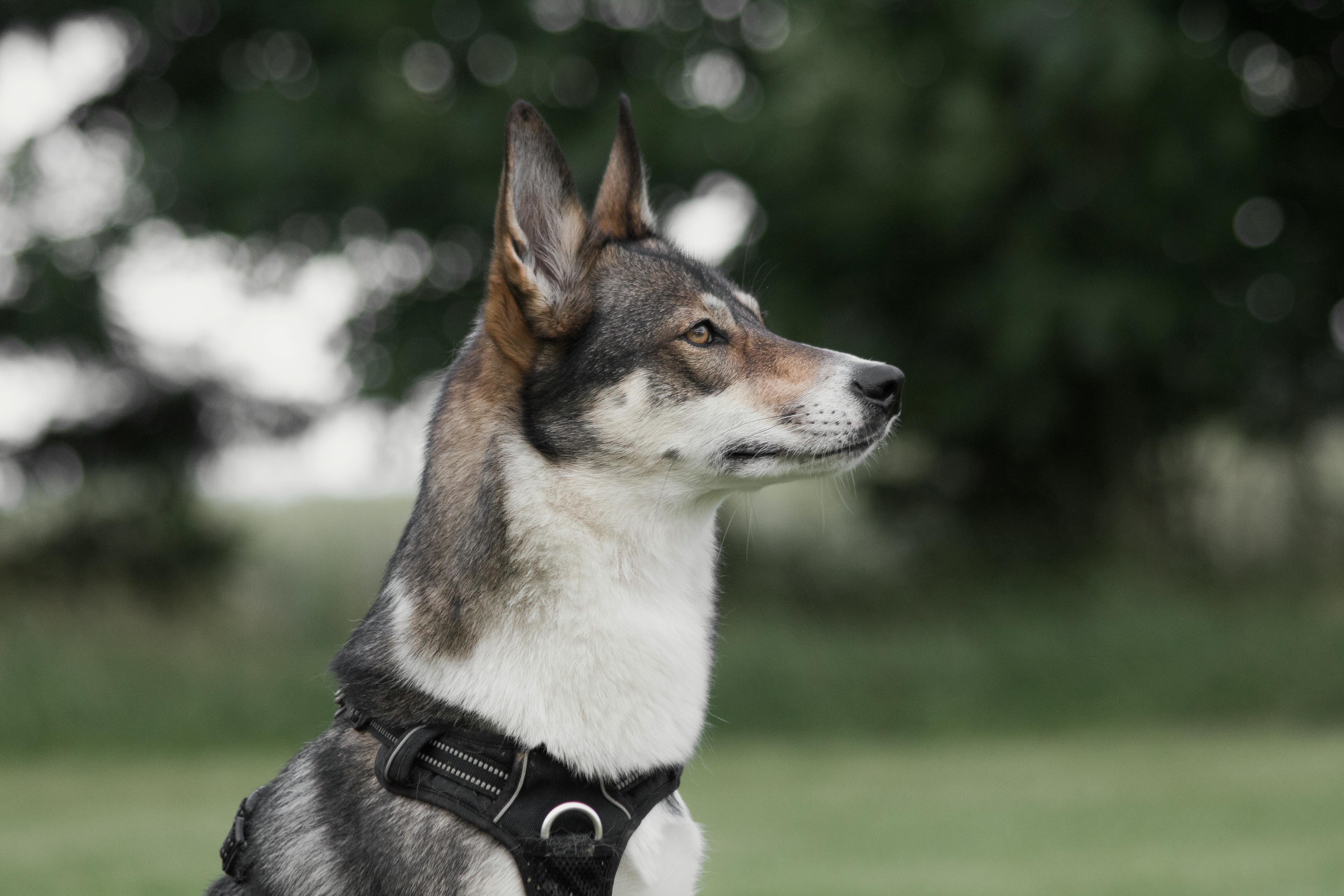 Close-Up Shot of a West Siberian Laika