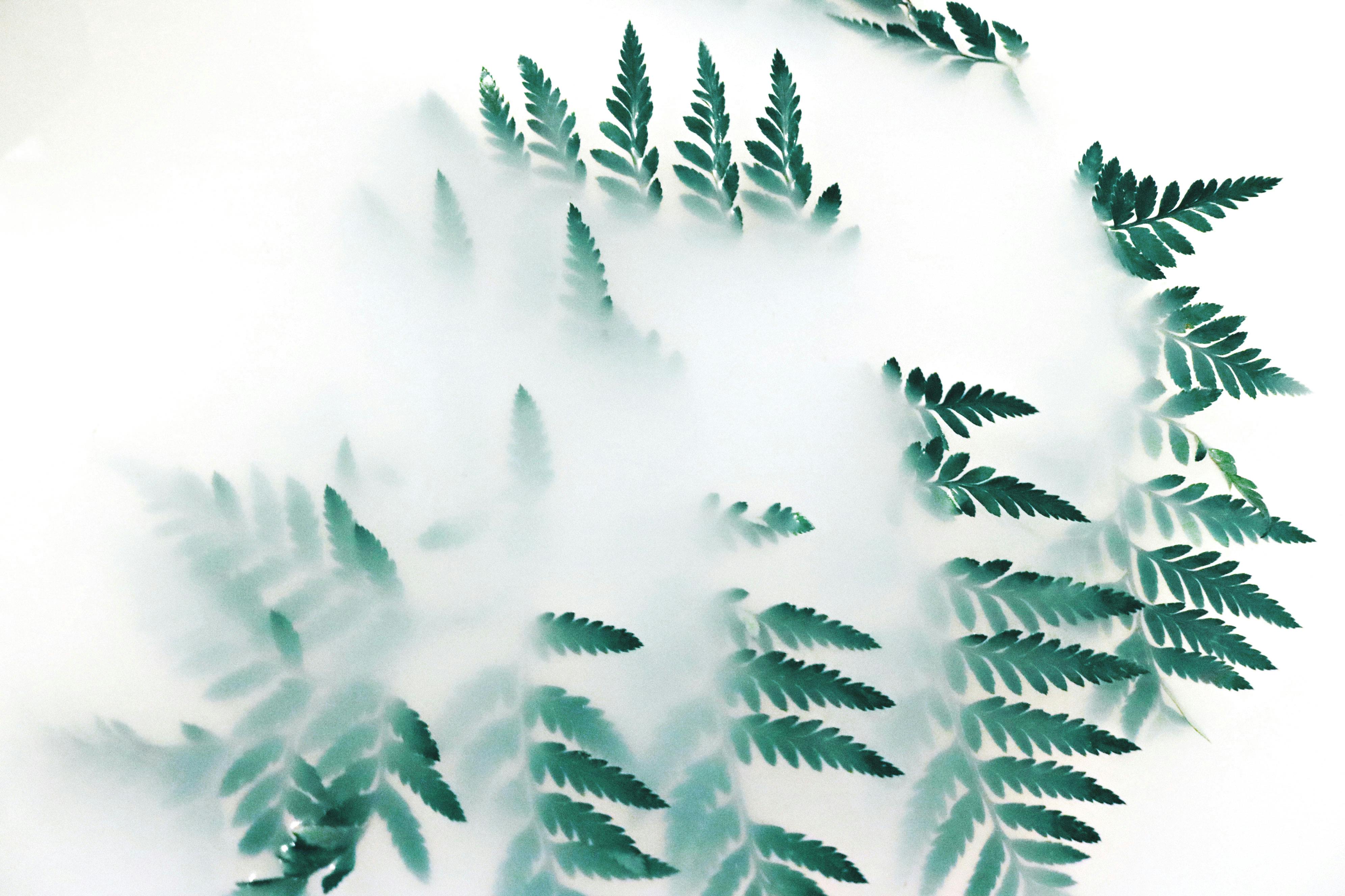 Green Leaf Plant Covered With White Smoke