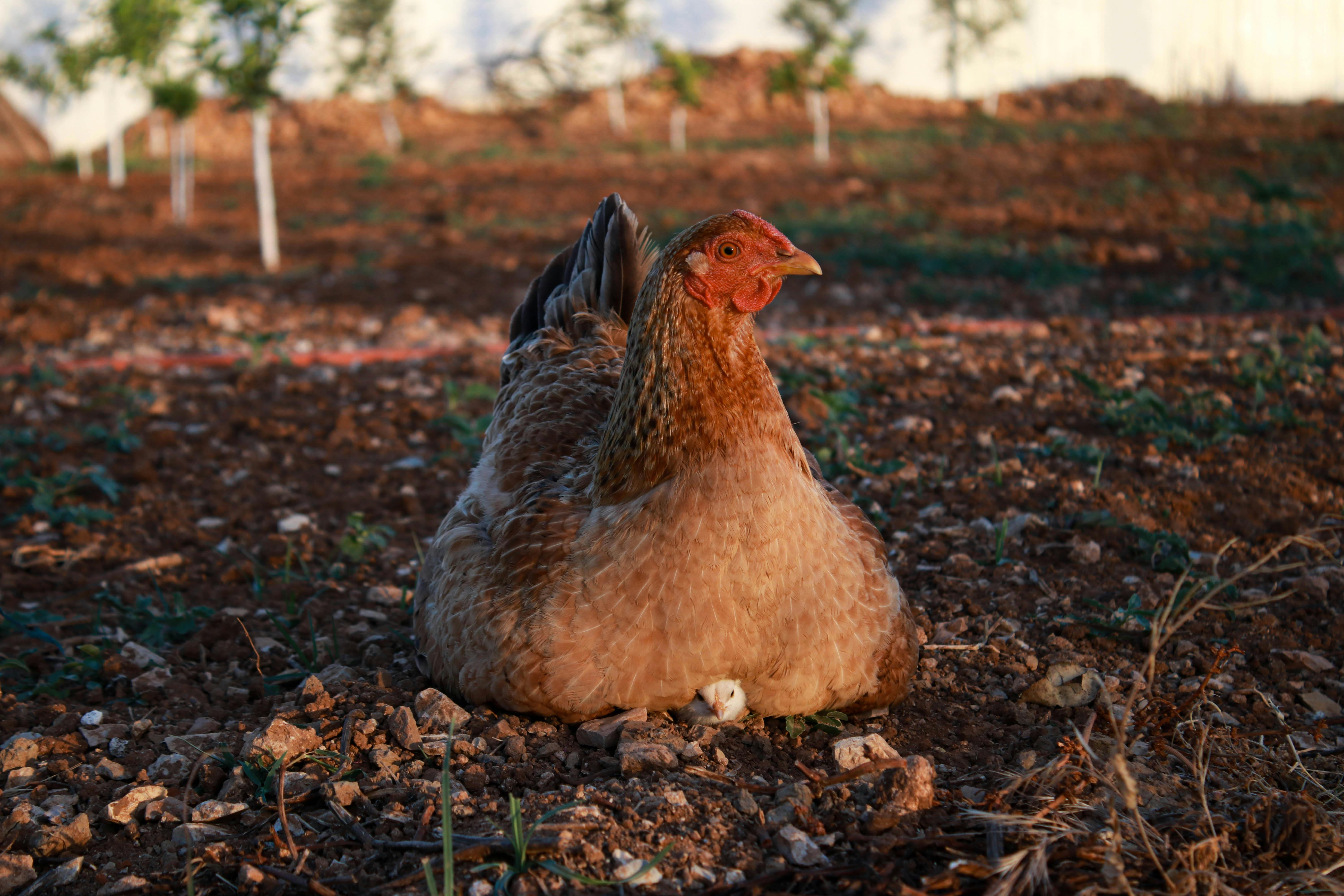 A Chick Sitting under a Hen