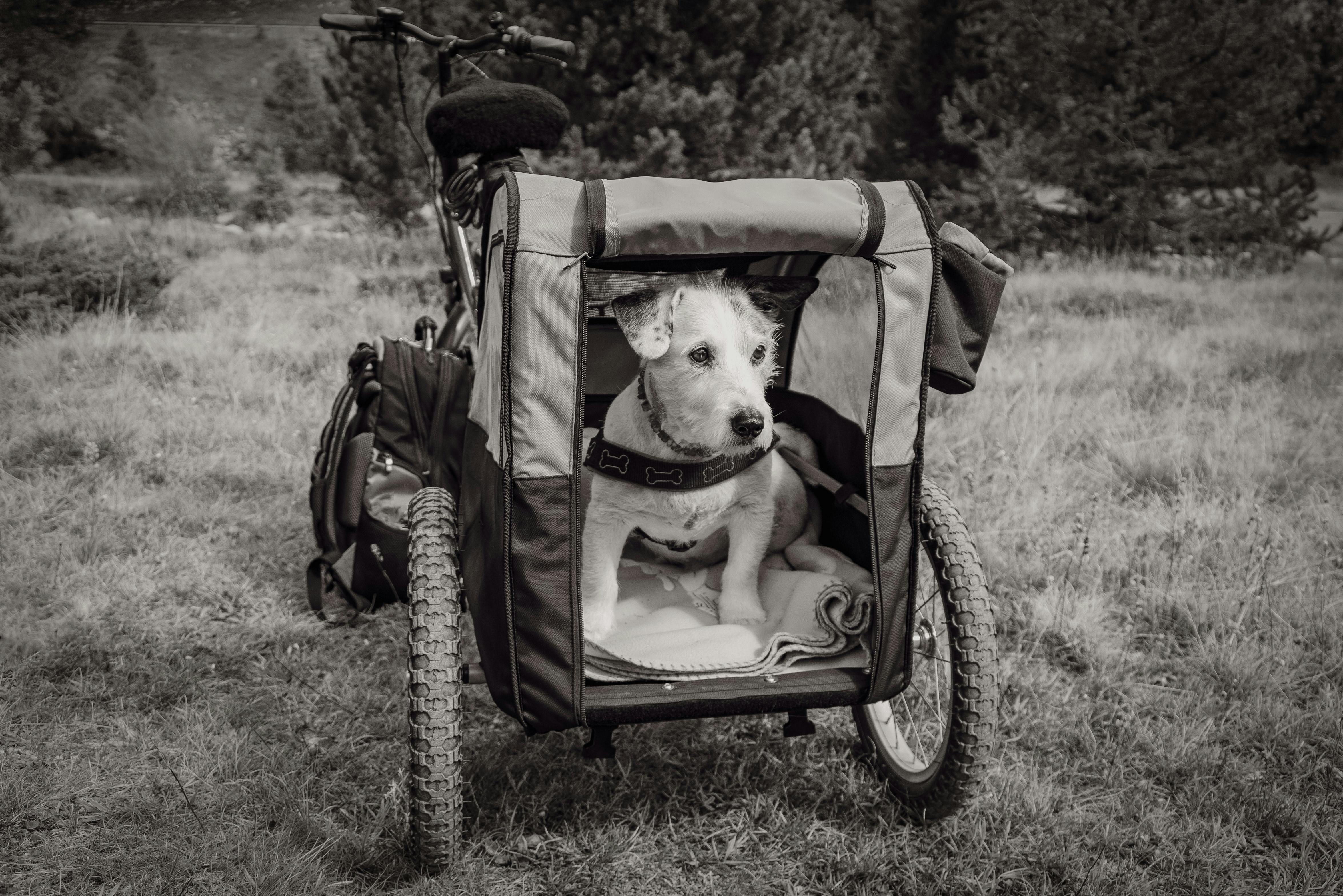 Dog in Bicycle Trailer