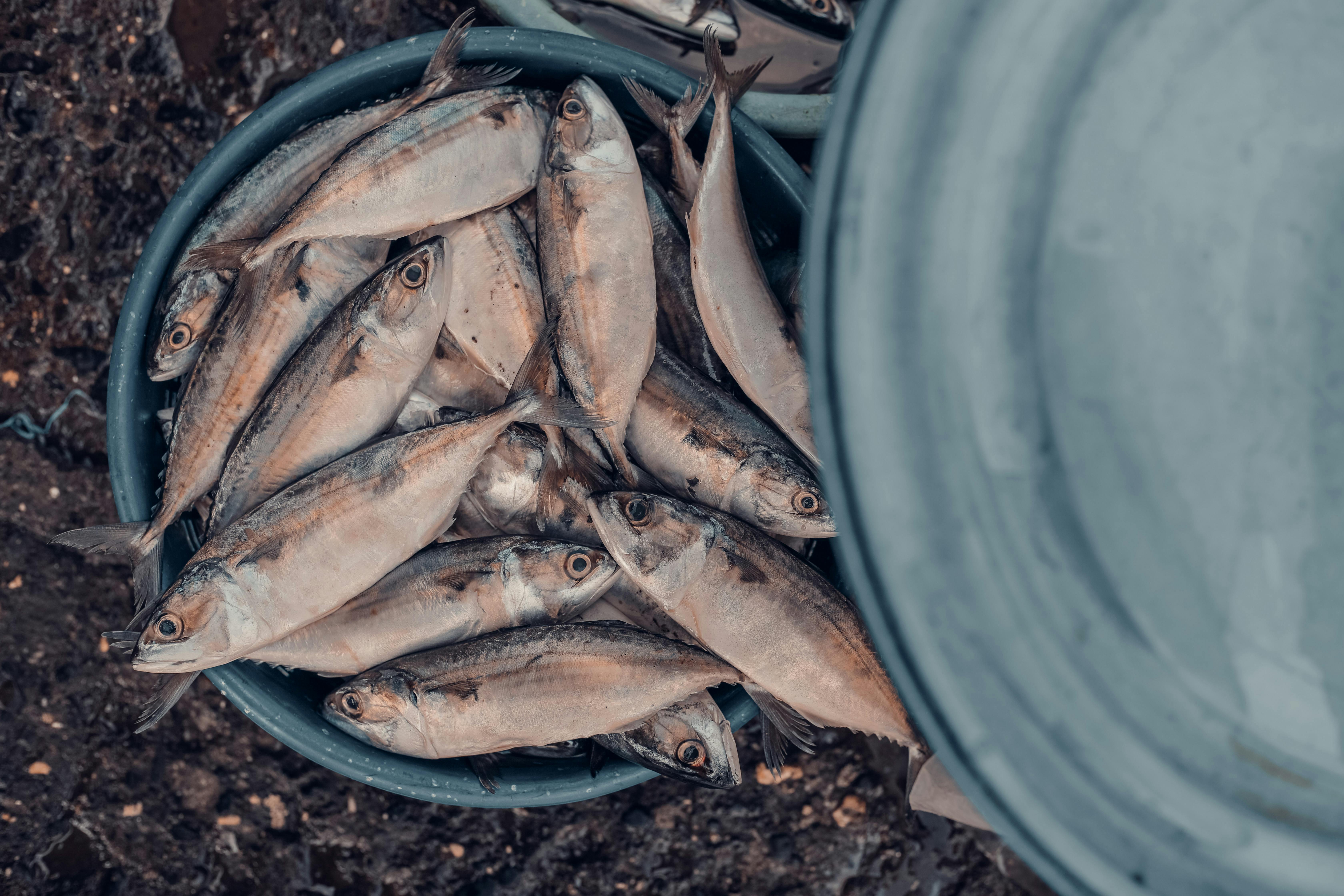 Fish Market At Sassoon Docks