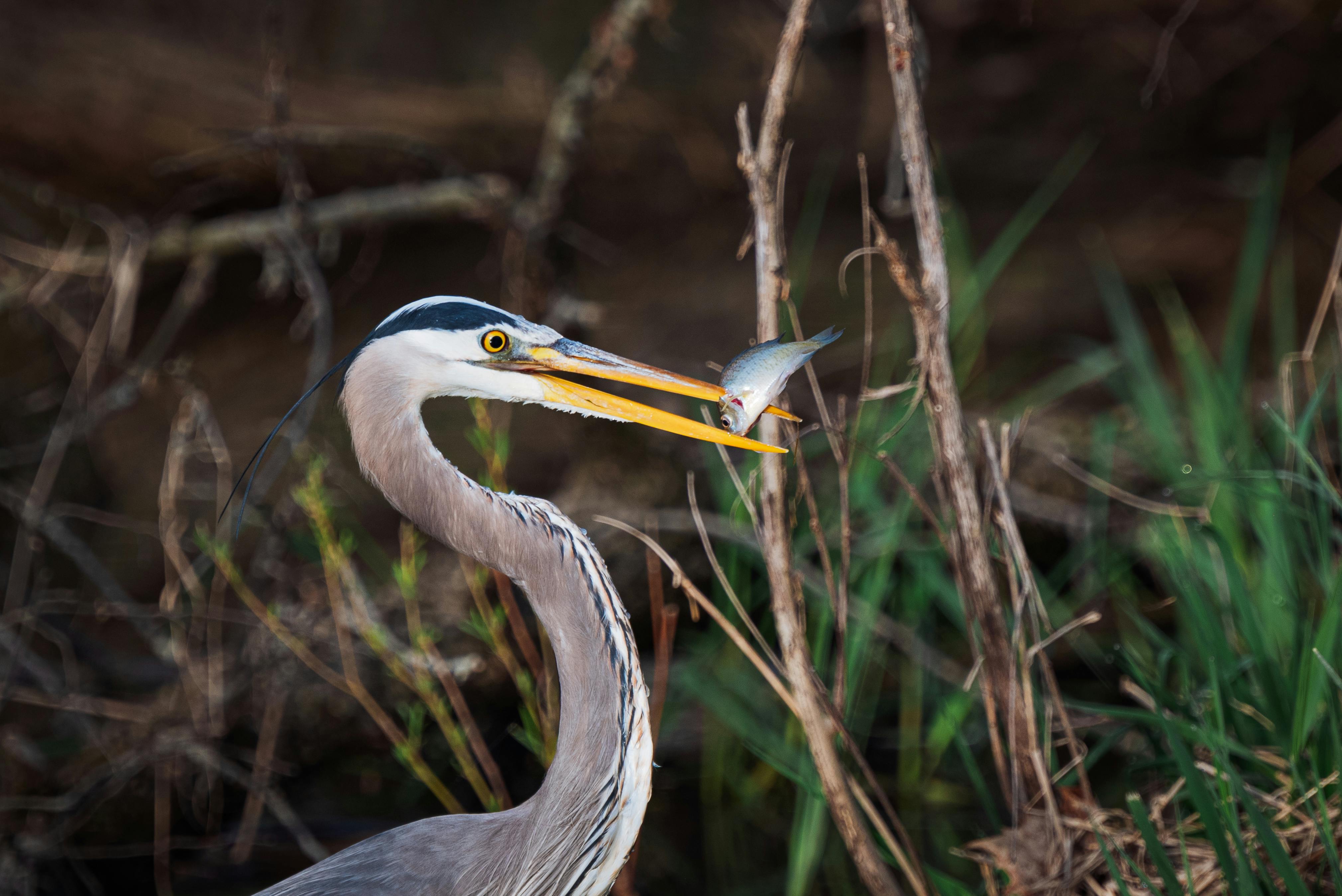 Heron with Fish