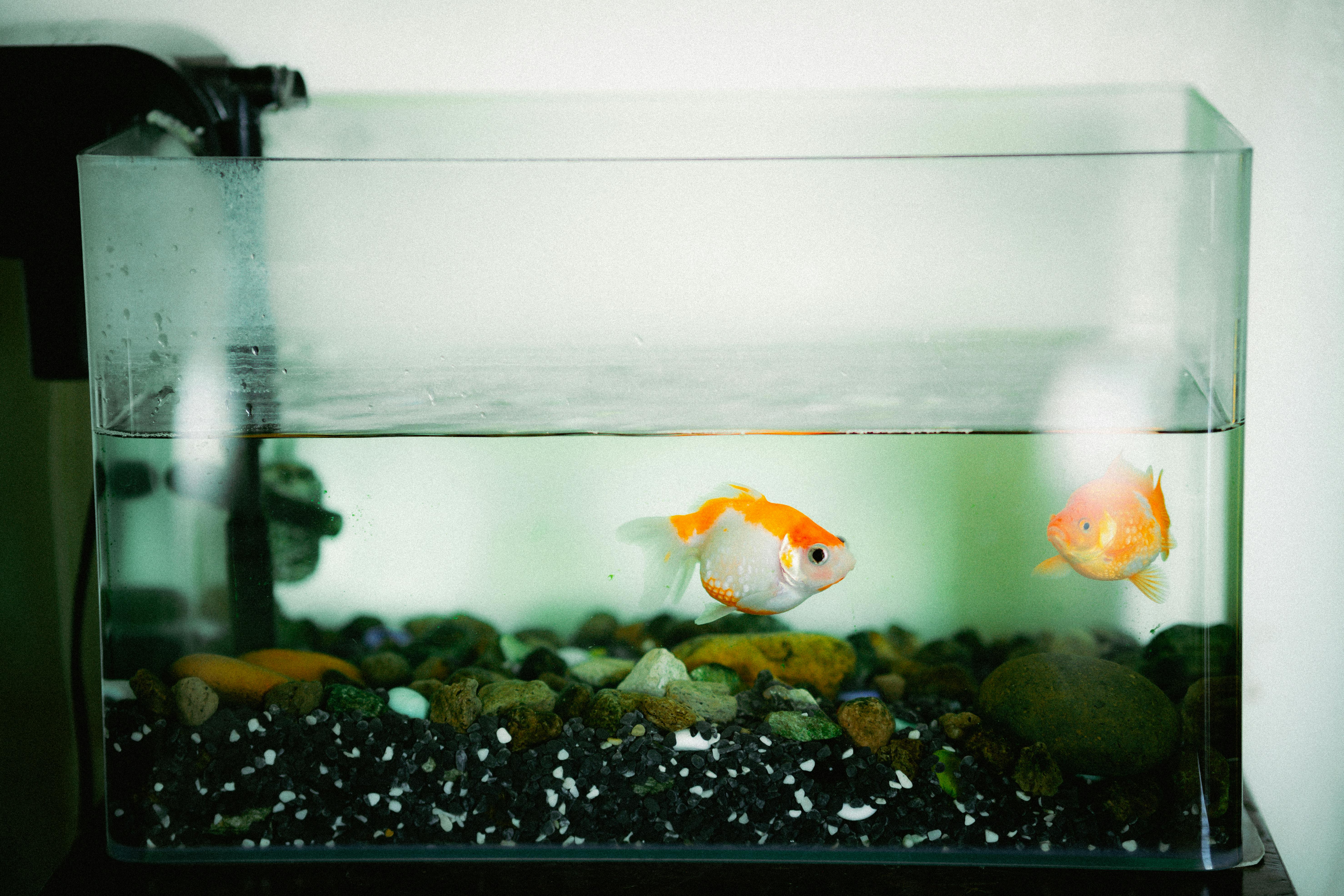 Fishes in Aquarium