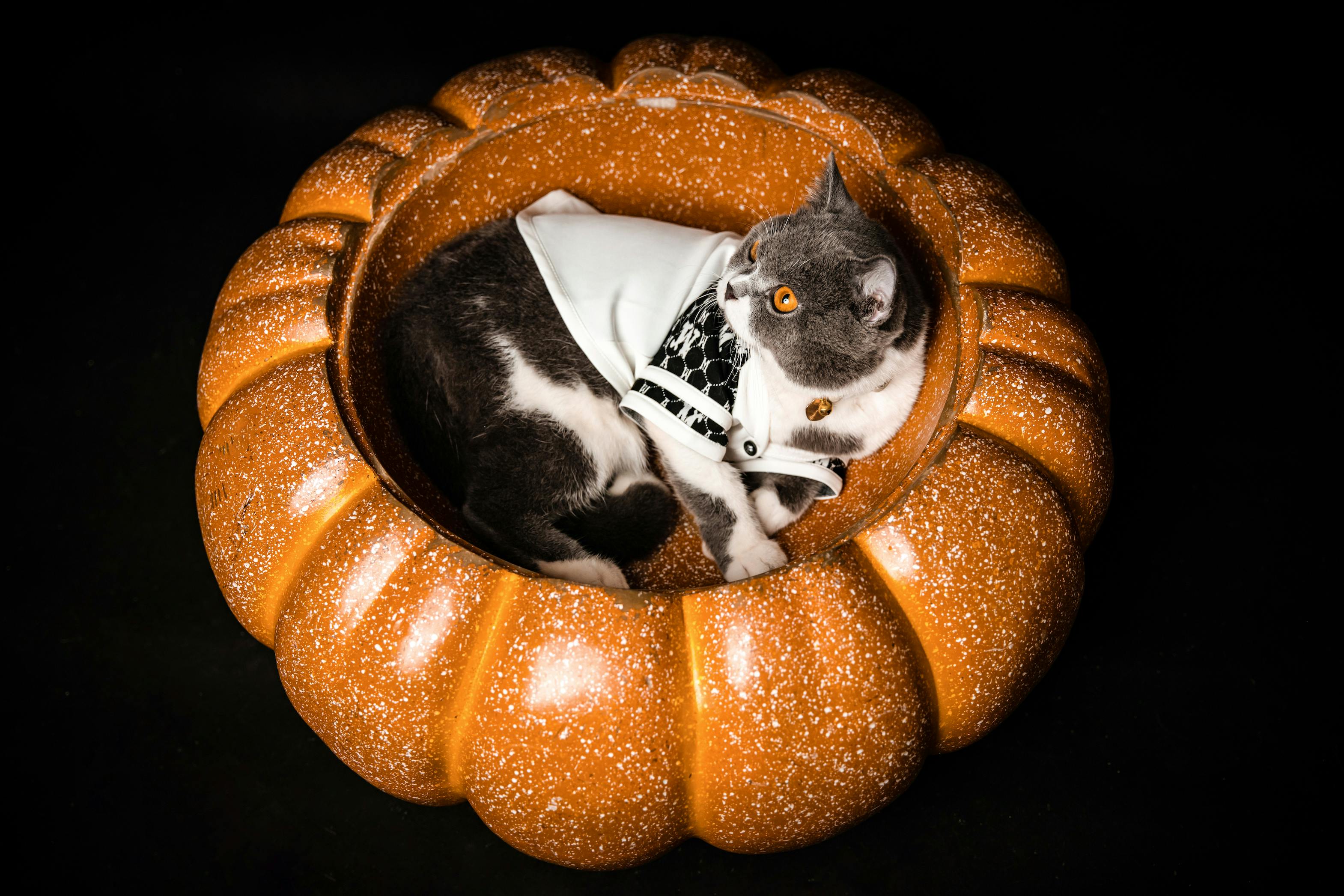 Cat in Clothes Lying Down in Basket in Shape of Cake