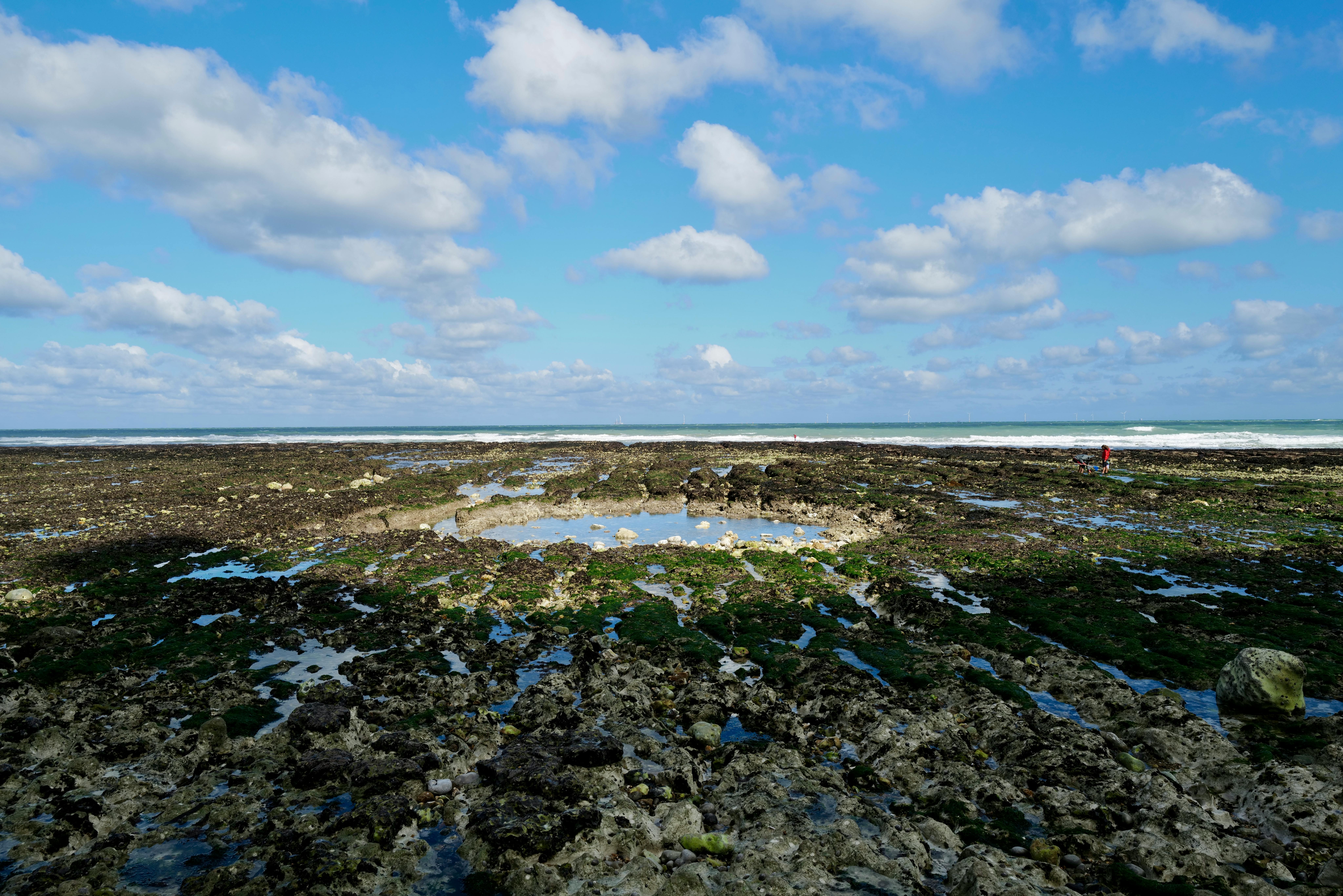 Marsh on Sea Shore