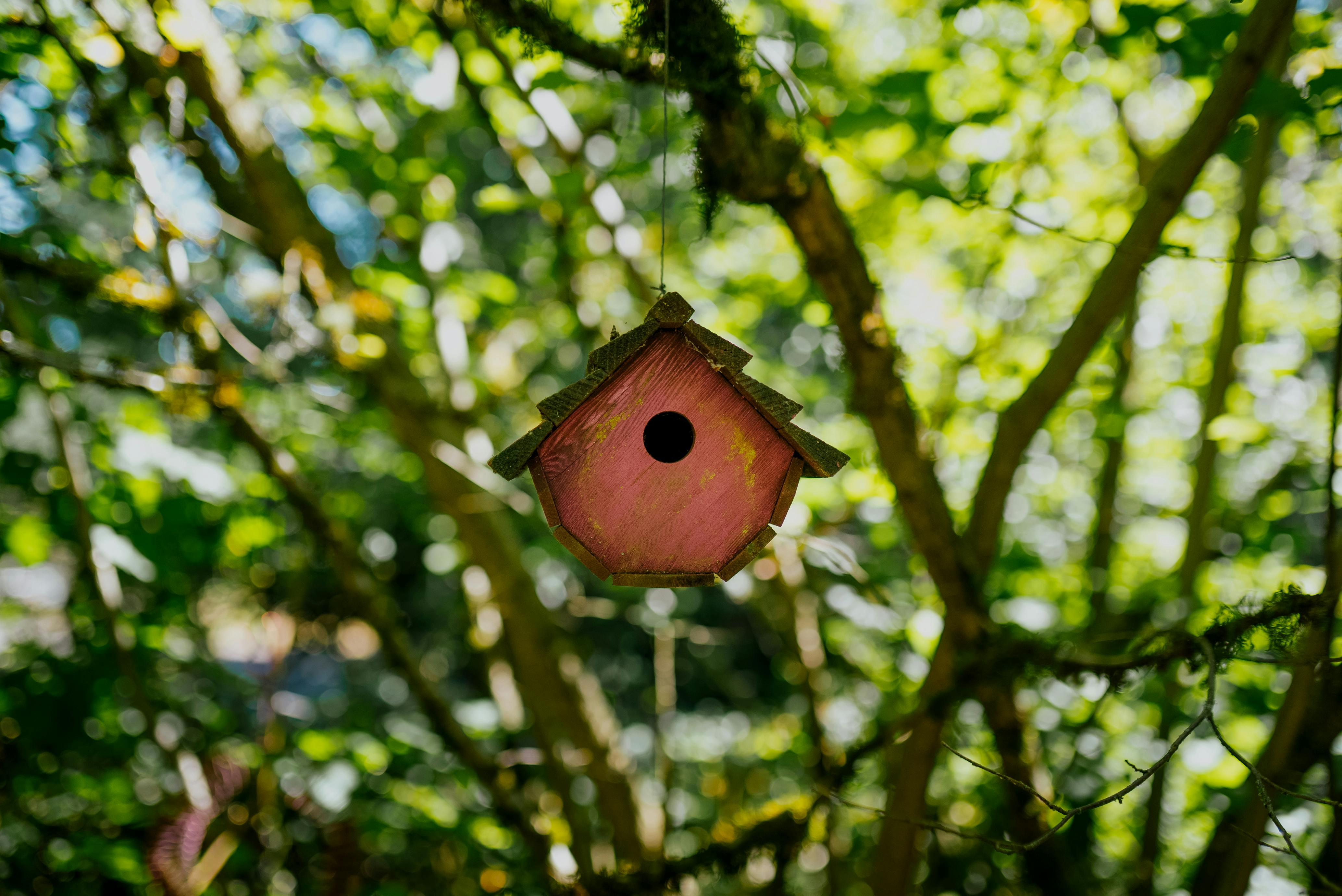 Birdhouse in Forest