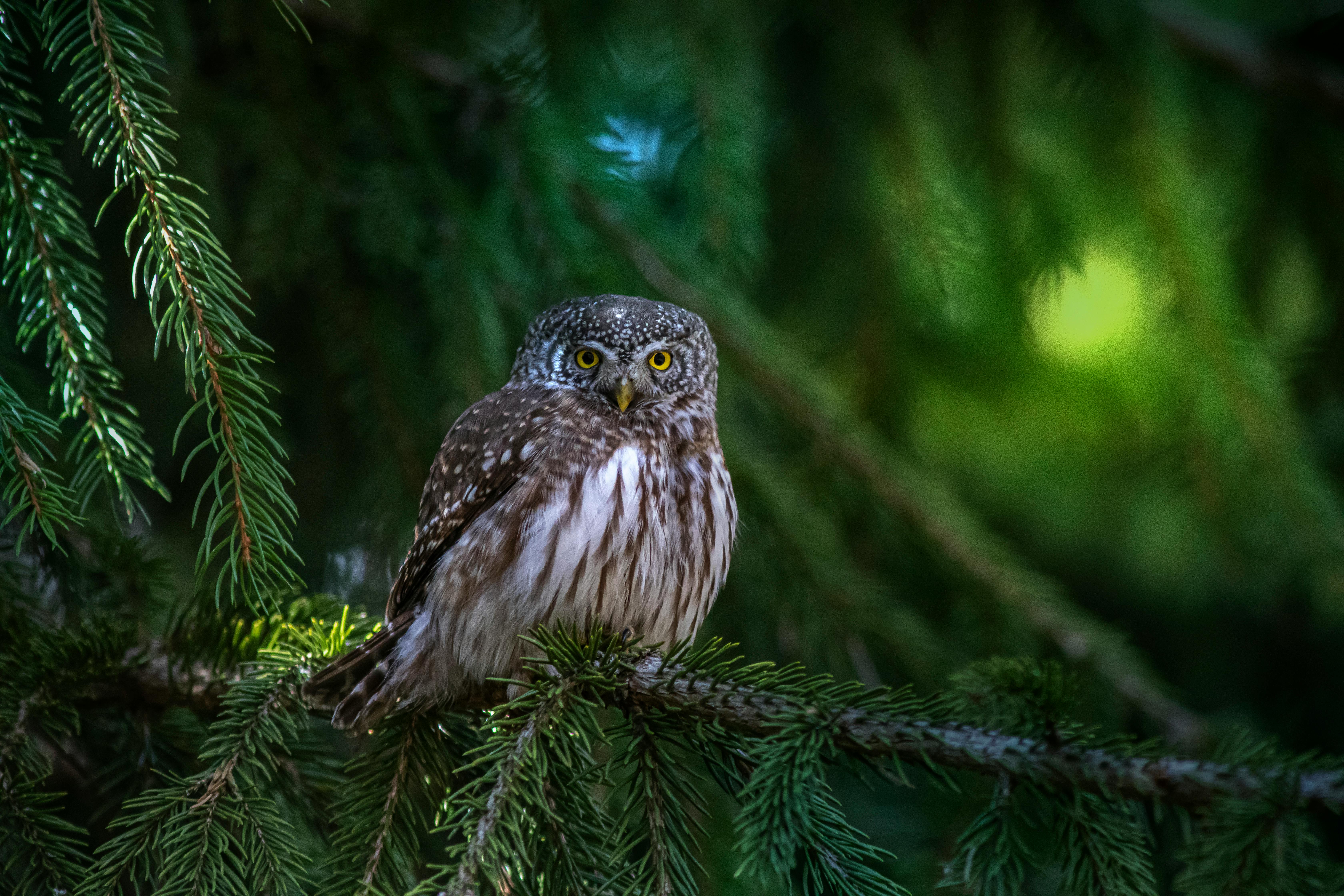 A small owl sitting on a branch in the forest