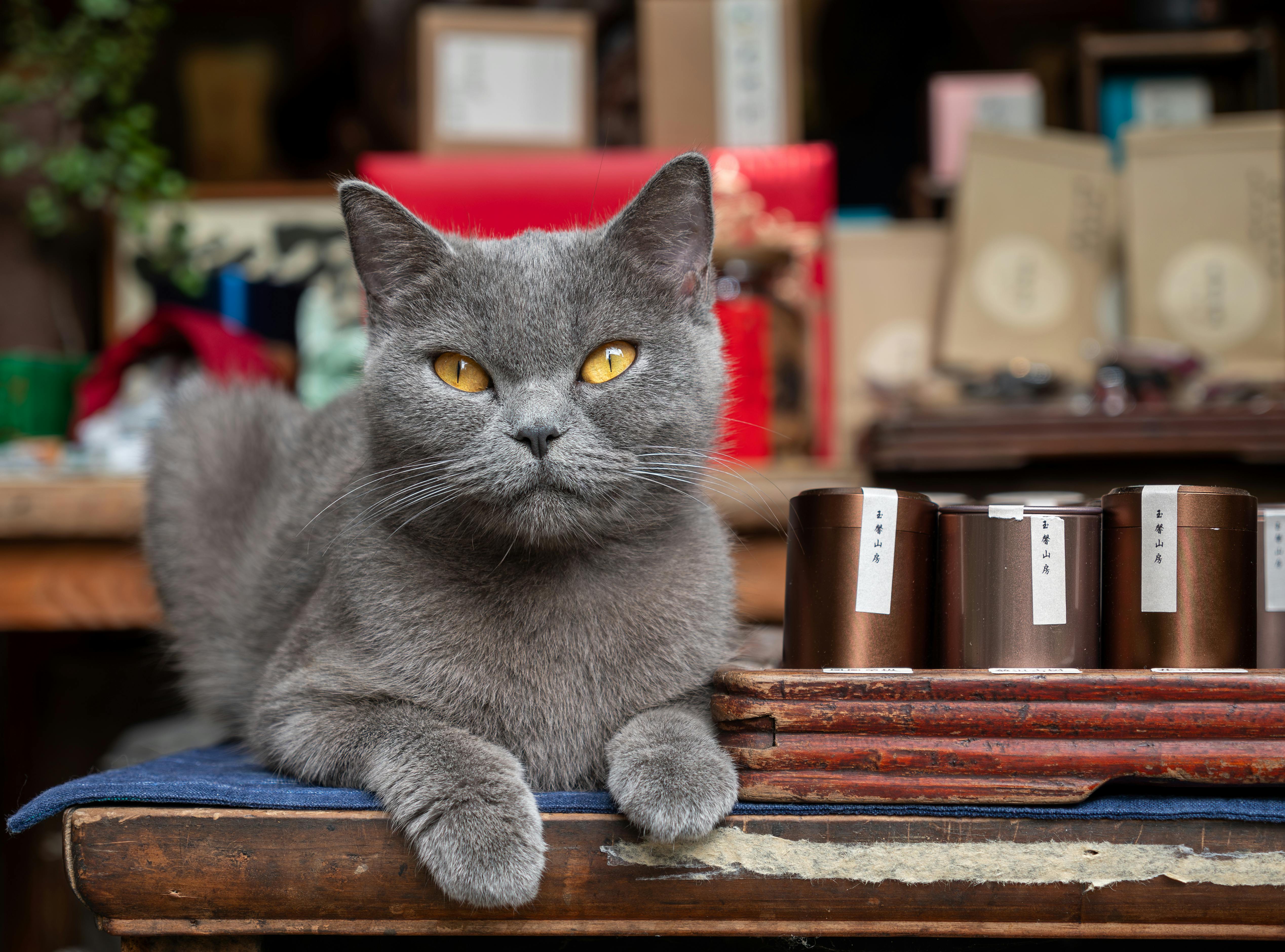 Gray Cat Lying in a Cabinet