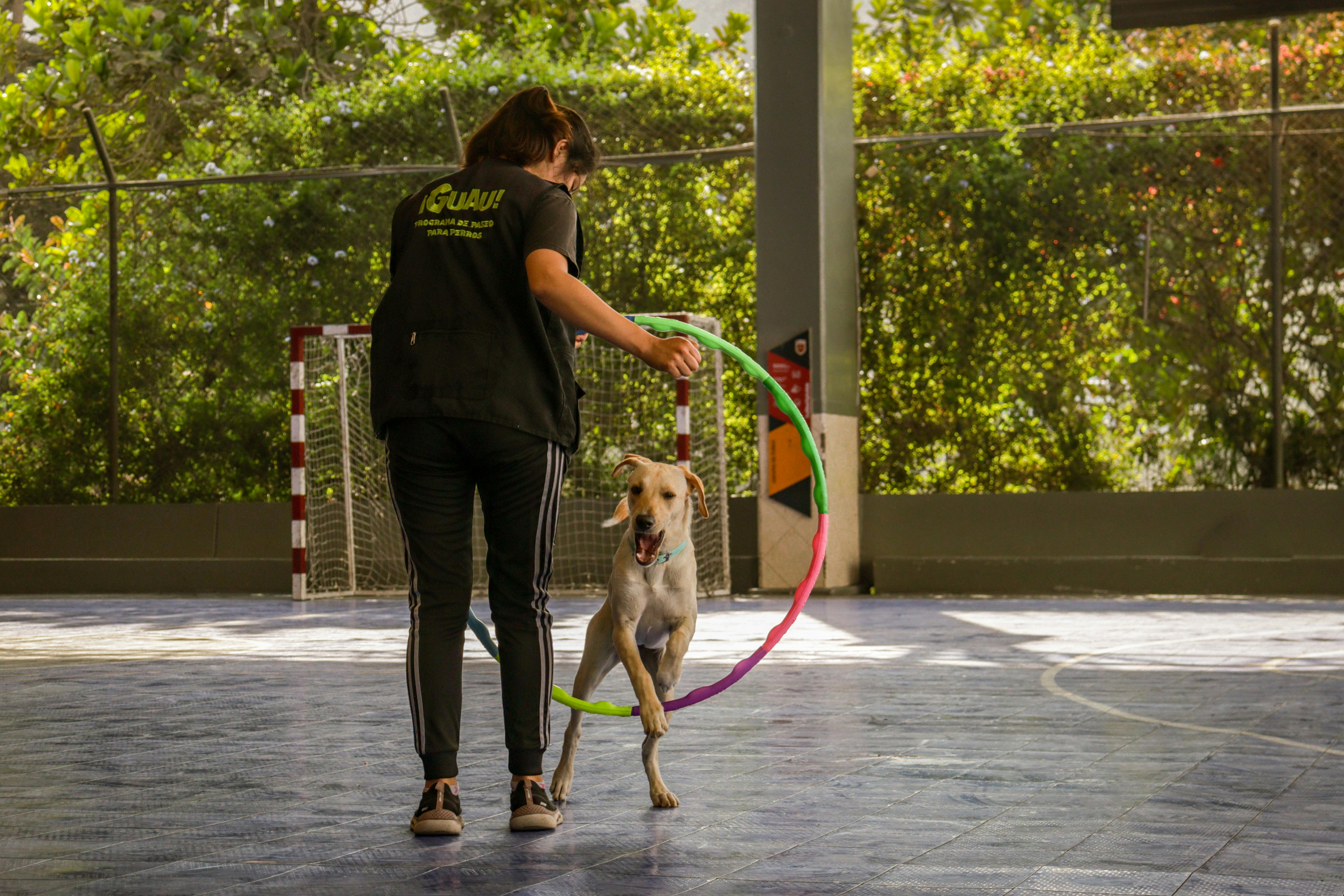 Dog Jumping through Ring