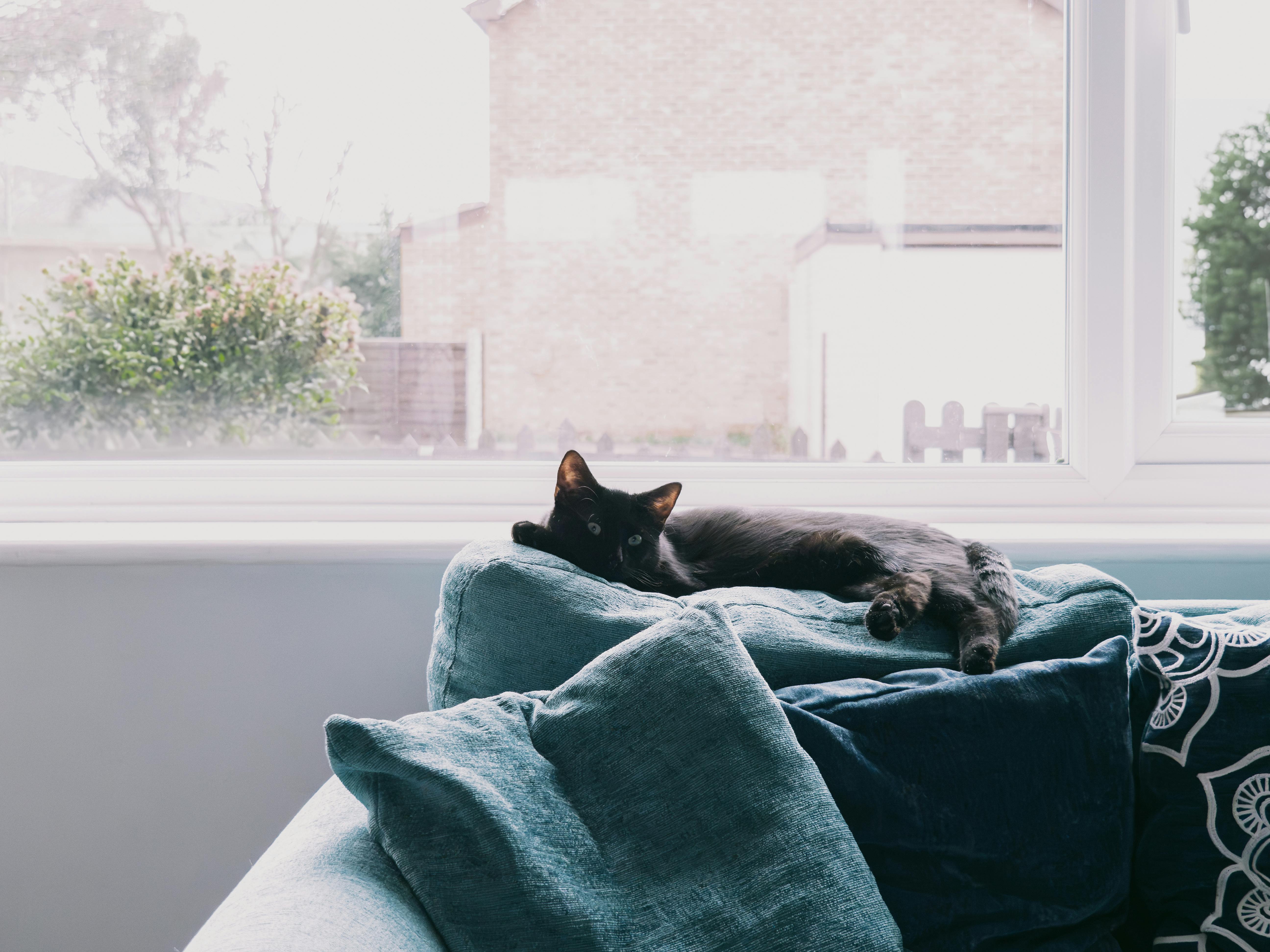 Black Cat Lying Down on Couch