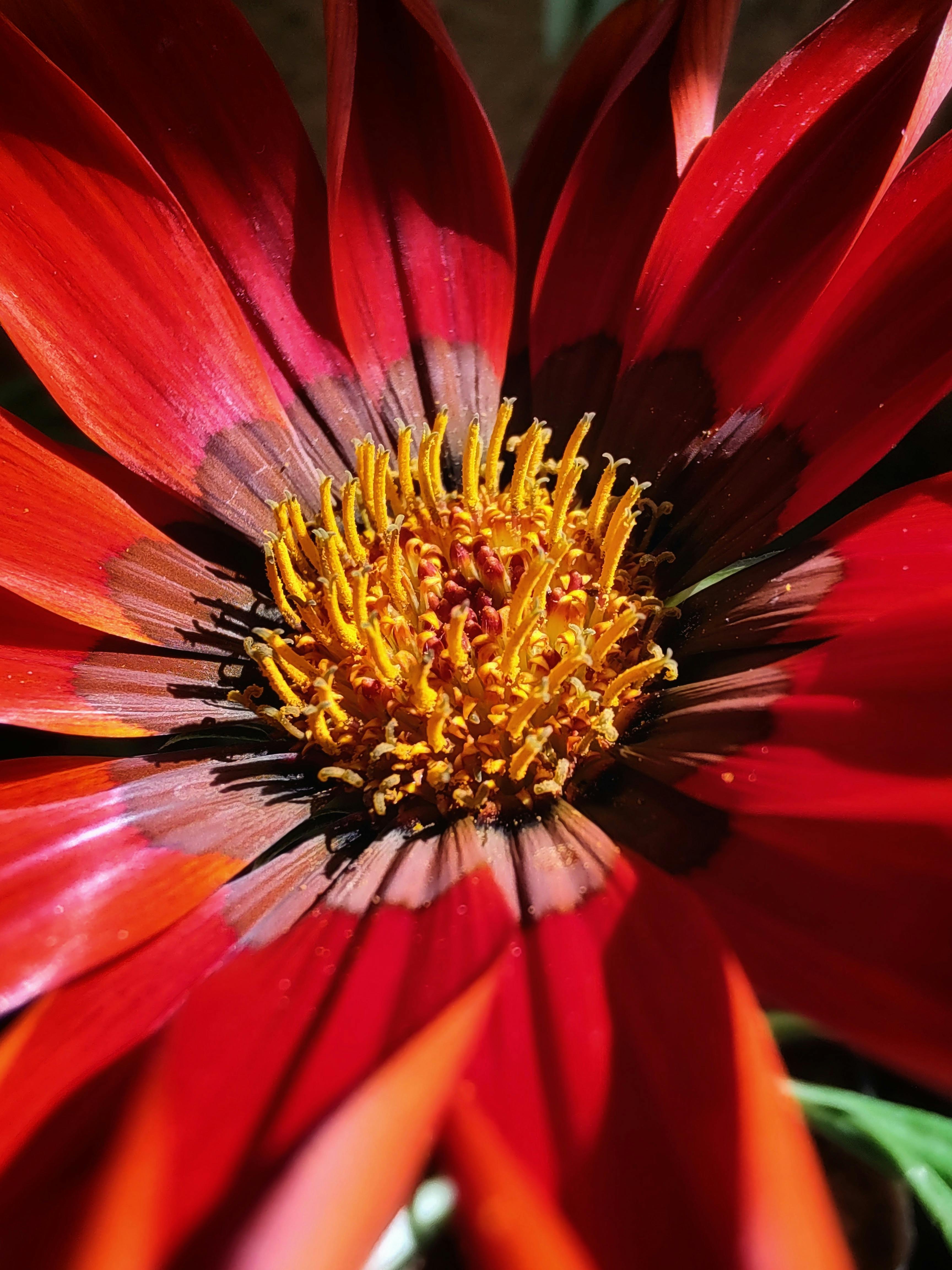 Close Up of Flower Center