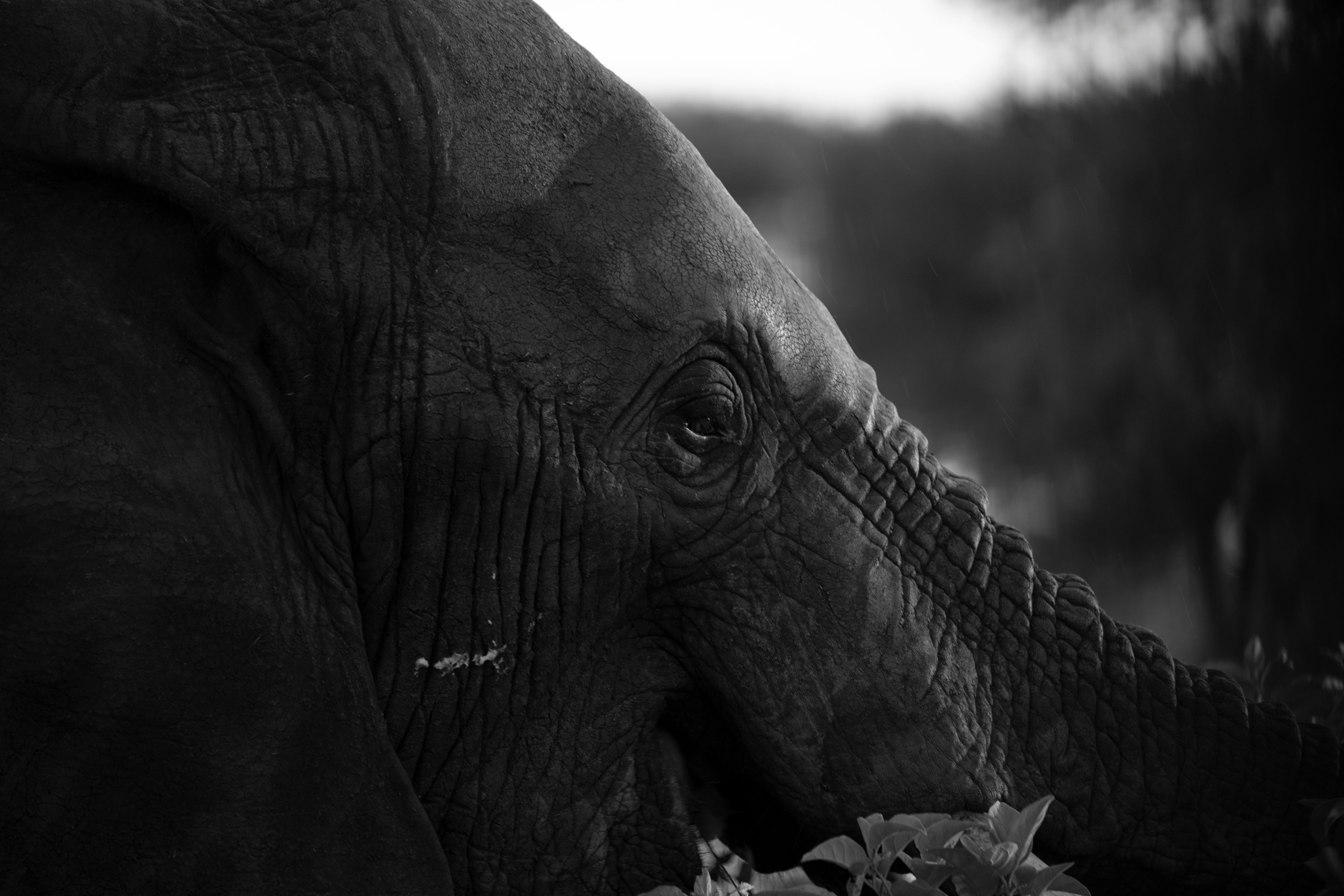 An elephant is eating leaves