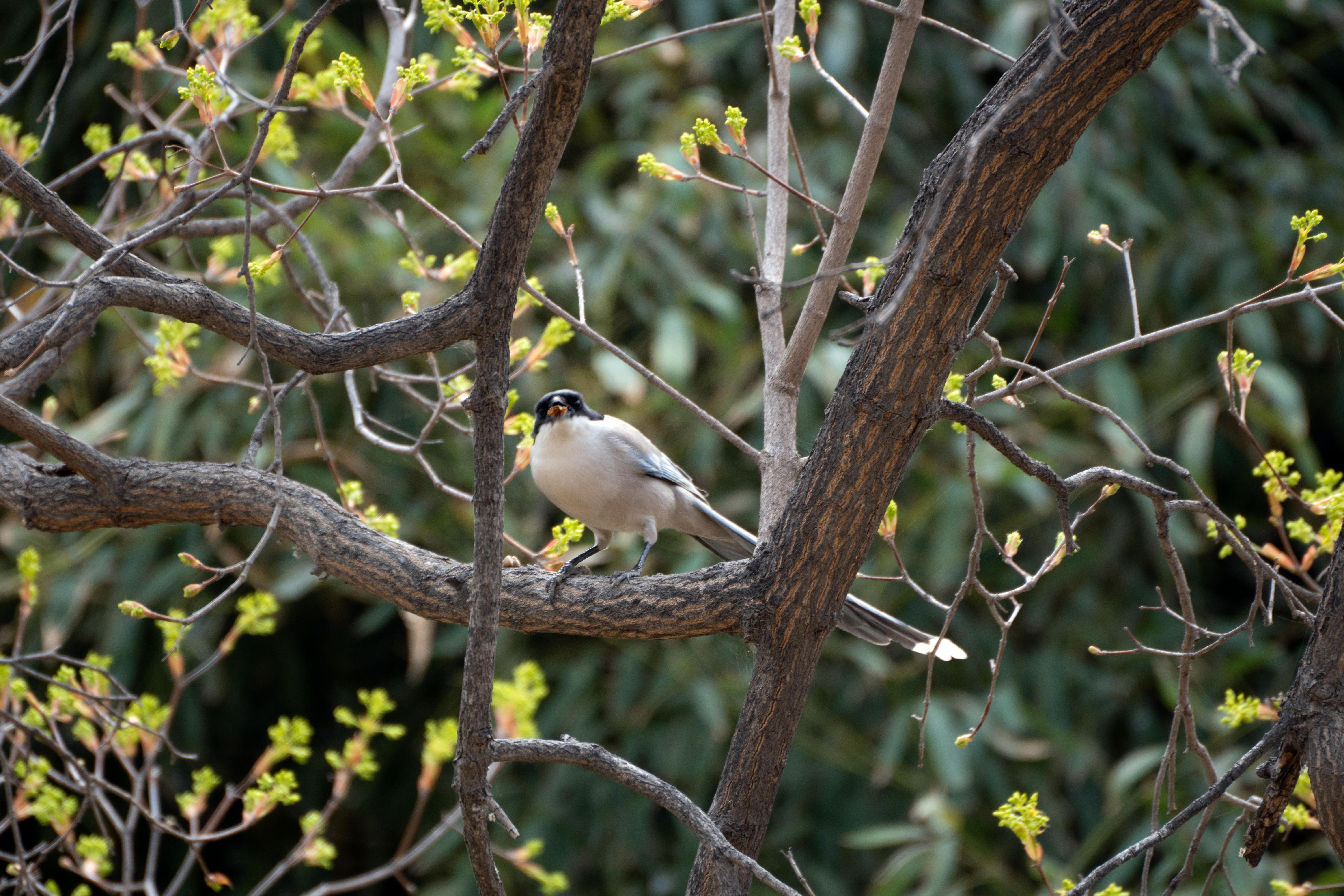 Bird on Tree Branch