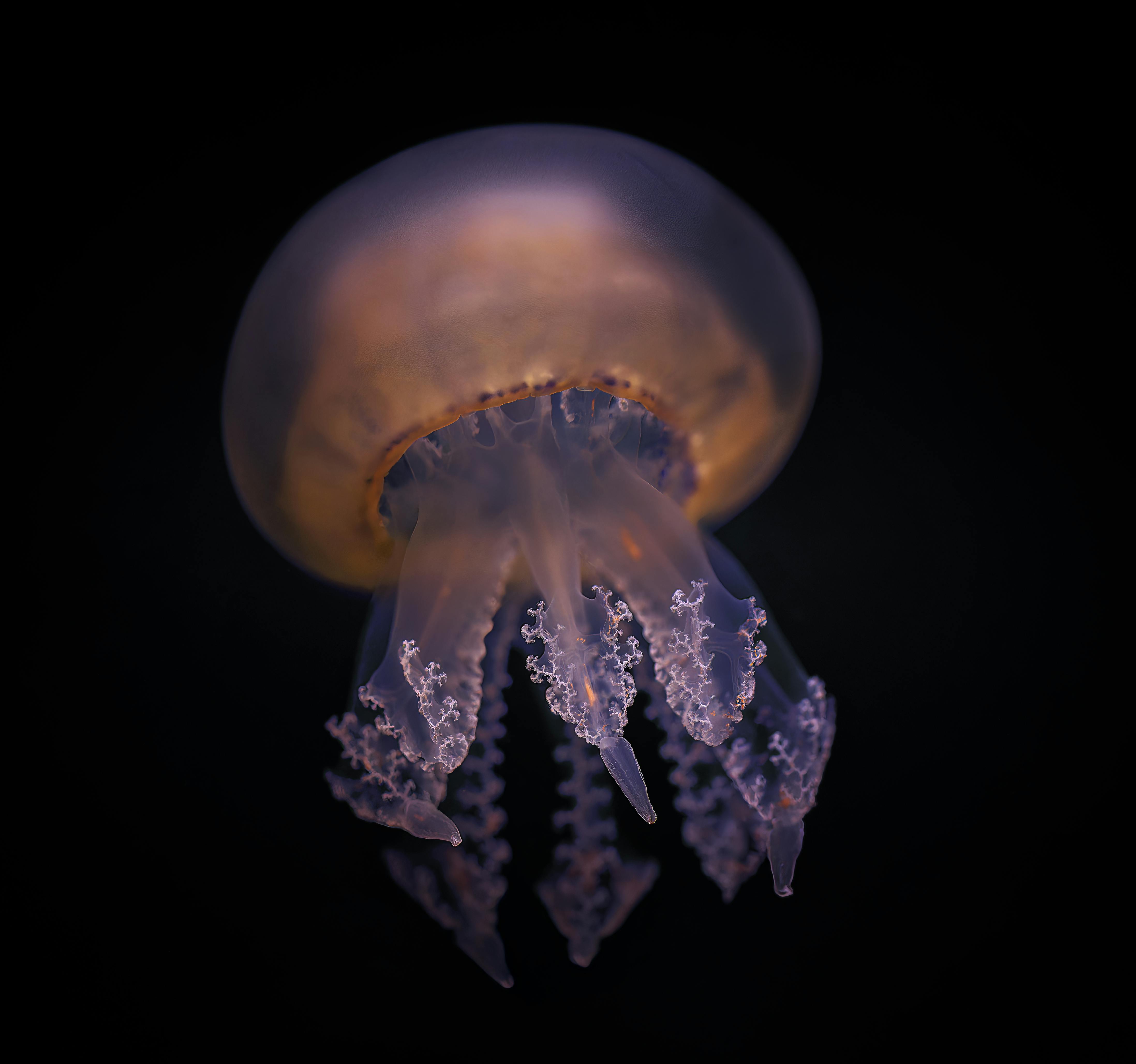 A Jellyfish on Black Background