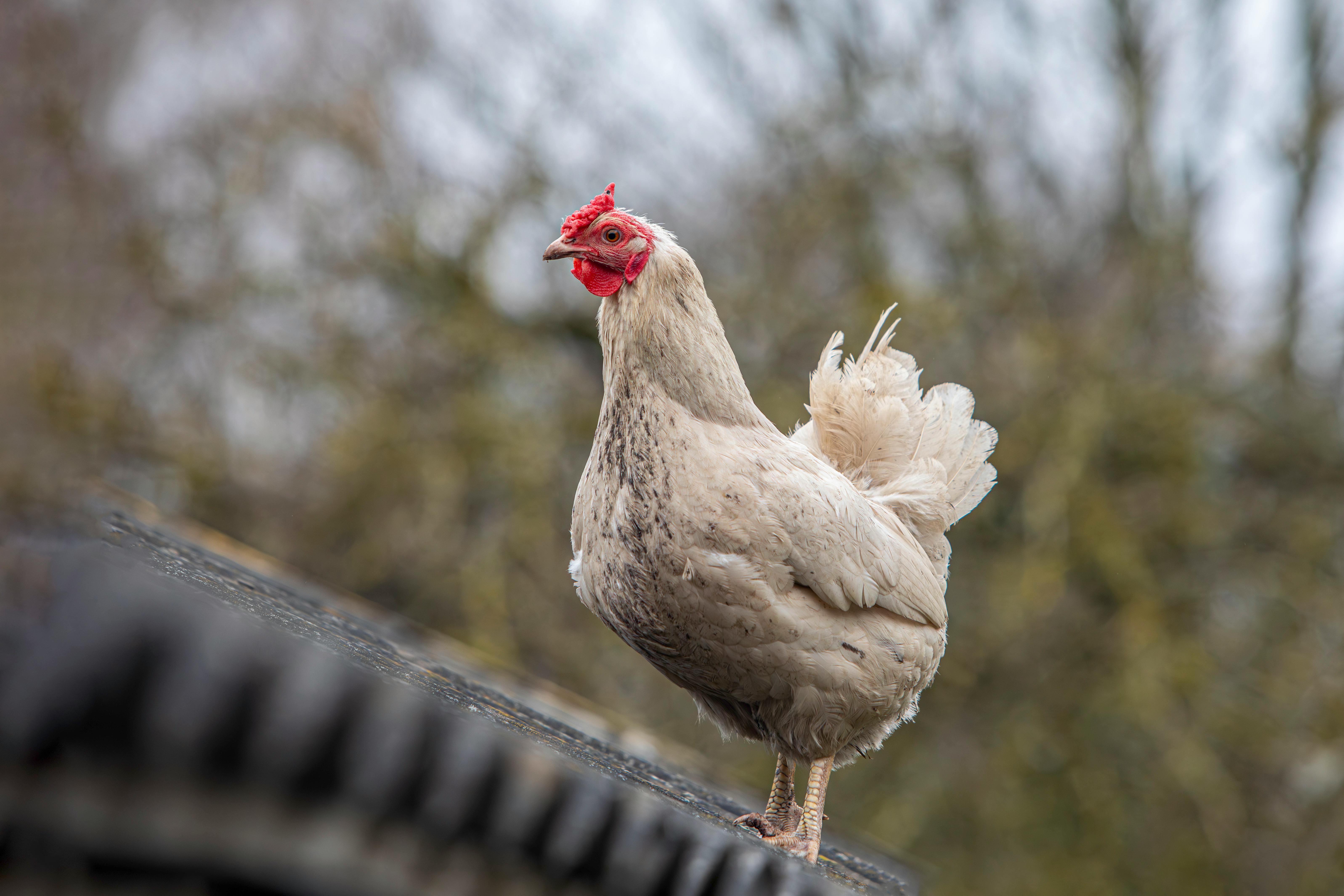 White Hen with Red Comb on Roof