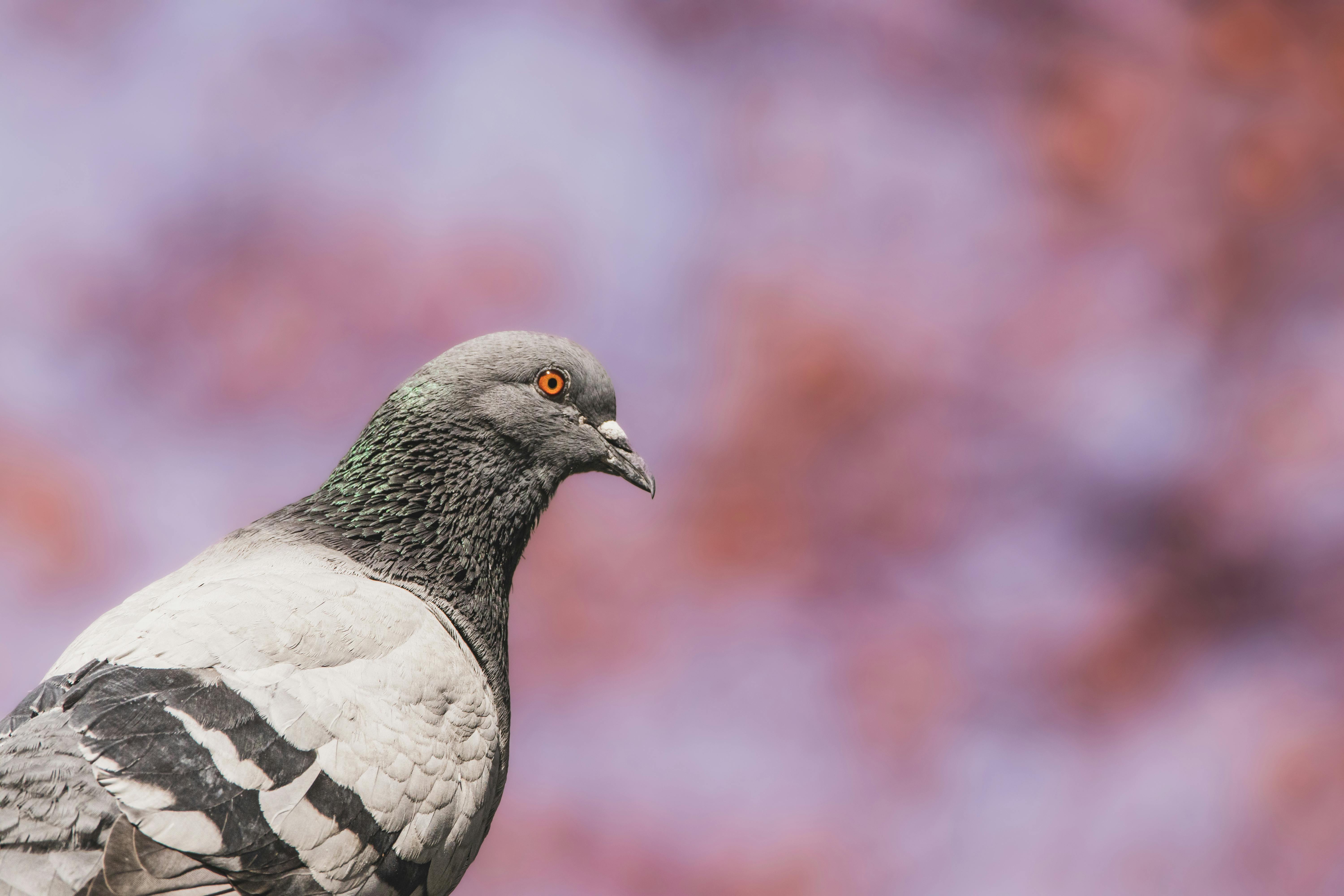 Selective Focus of Pigeon