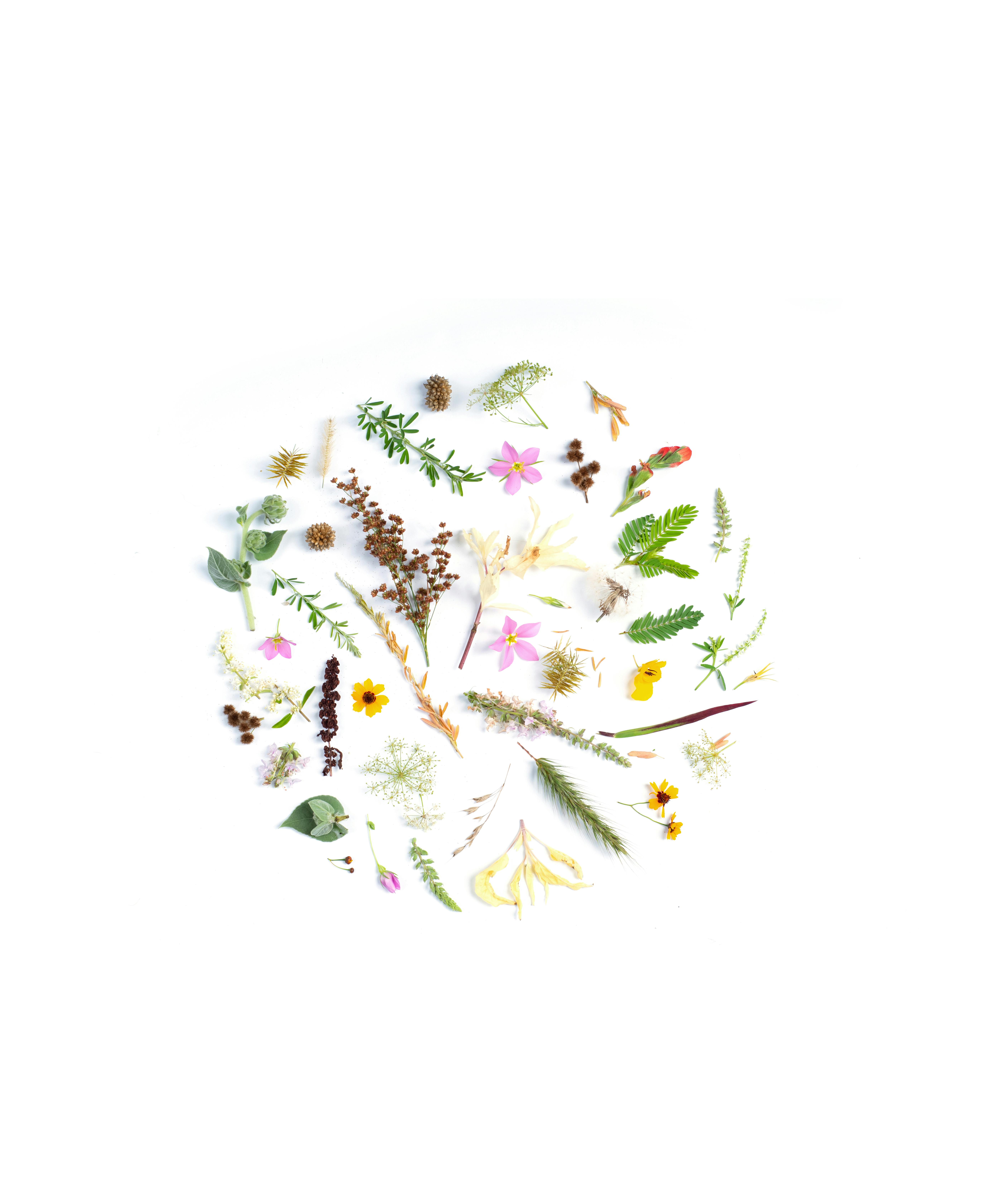 Assorted-color Leaves