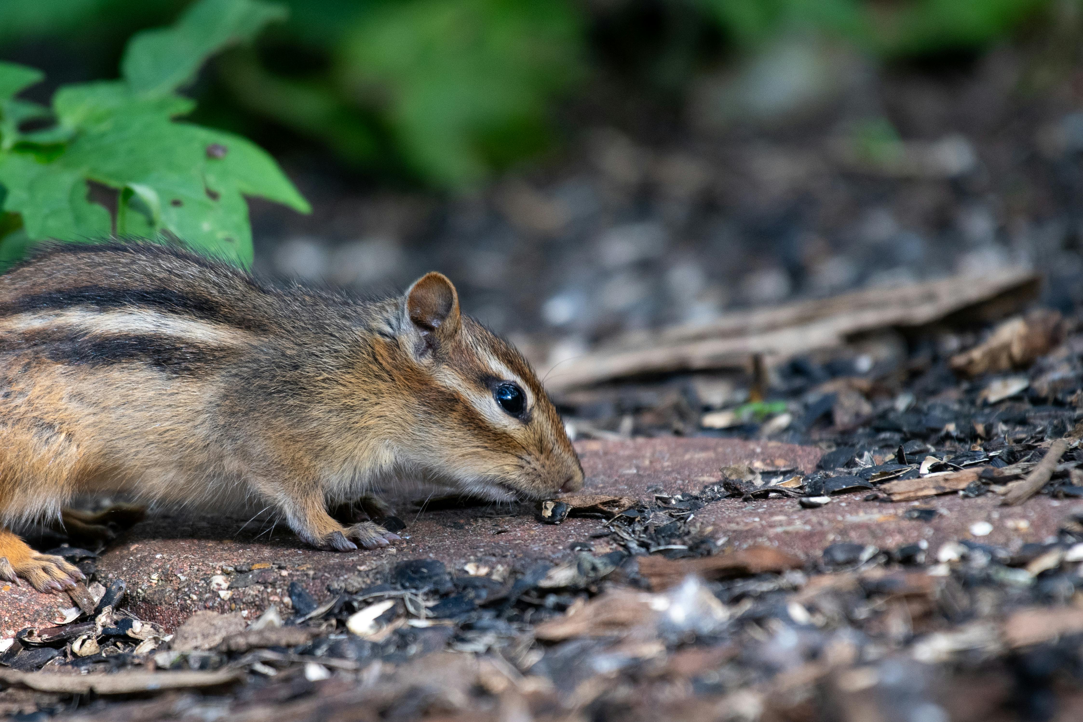 Close up of a Siberian Chipmunk
