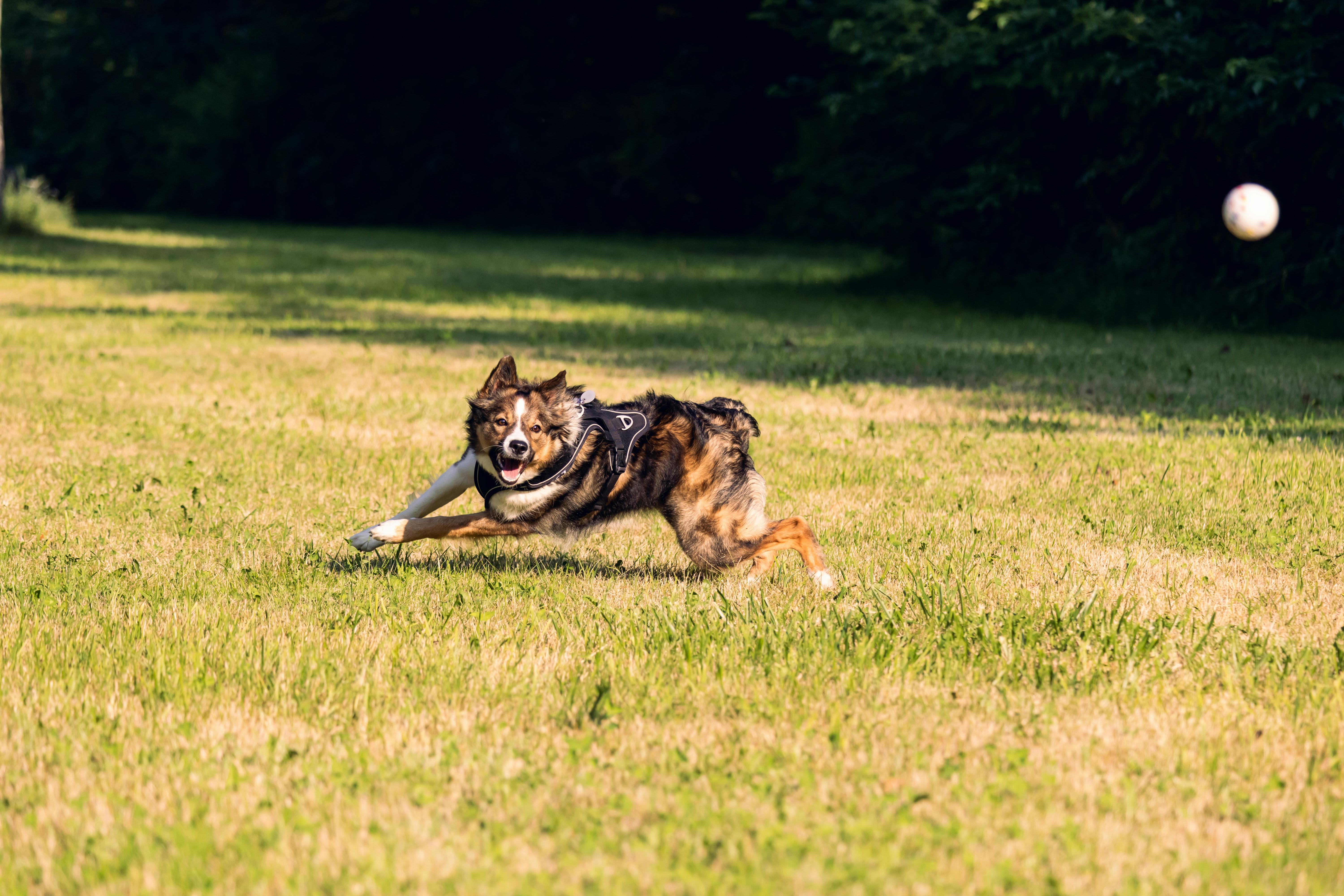 Border Collie Playing Fetch