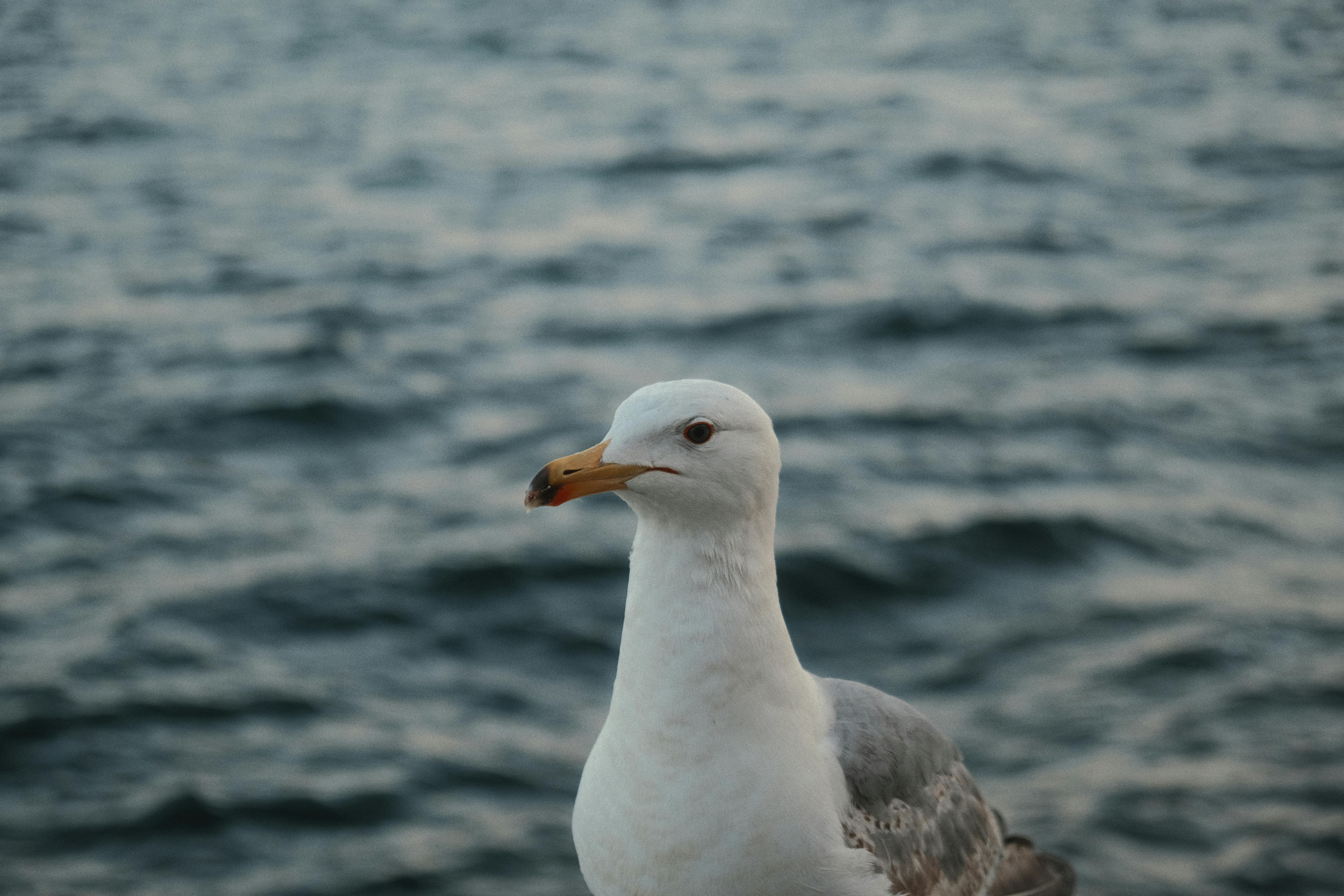 Close-up of Seagull Sitting on the Shore