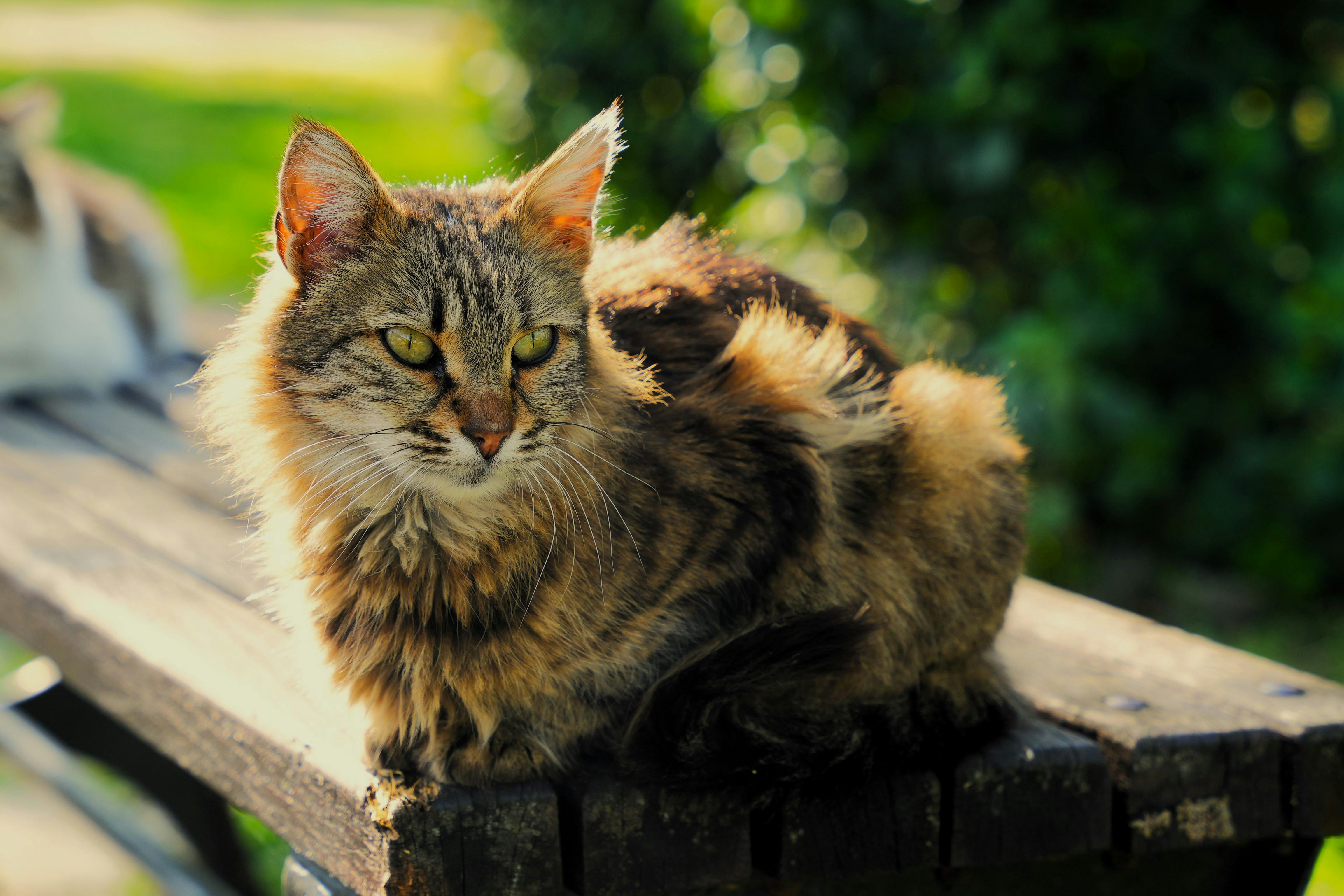 Close-up of a Cat Sitting on a Bench