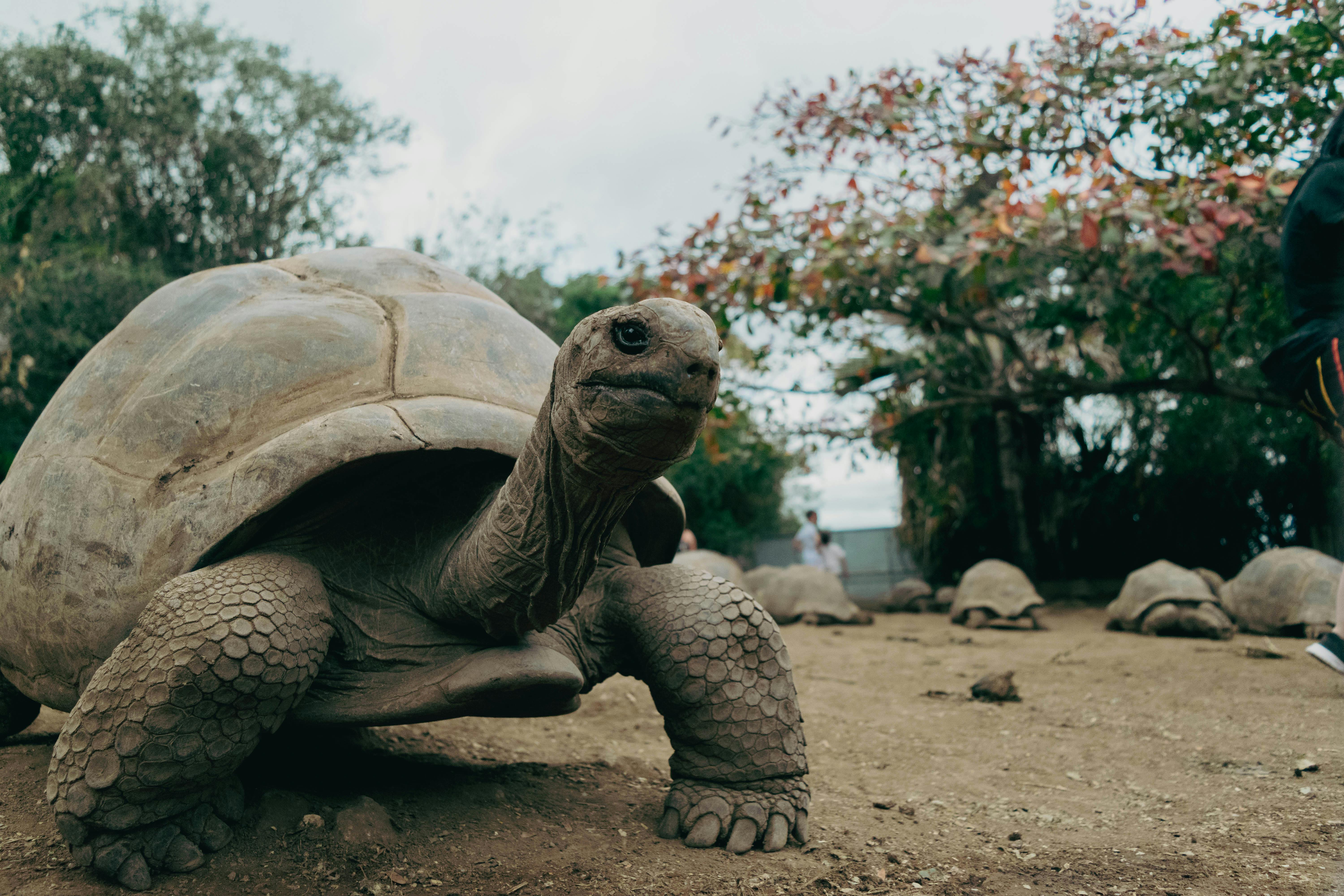 A large tortoise is standing in the dirt