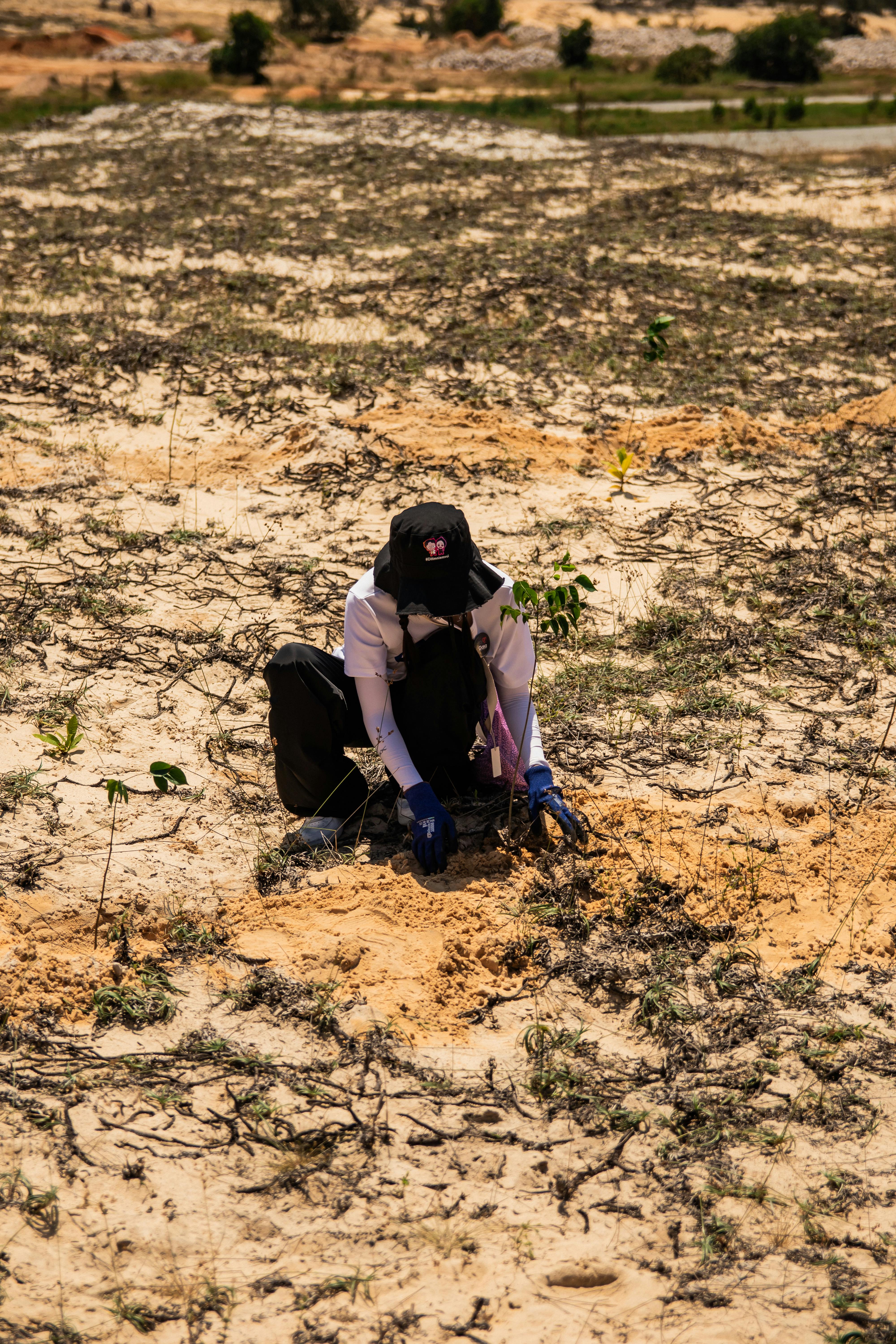 Person planting sapling in Phan Thiết desert terrain