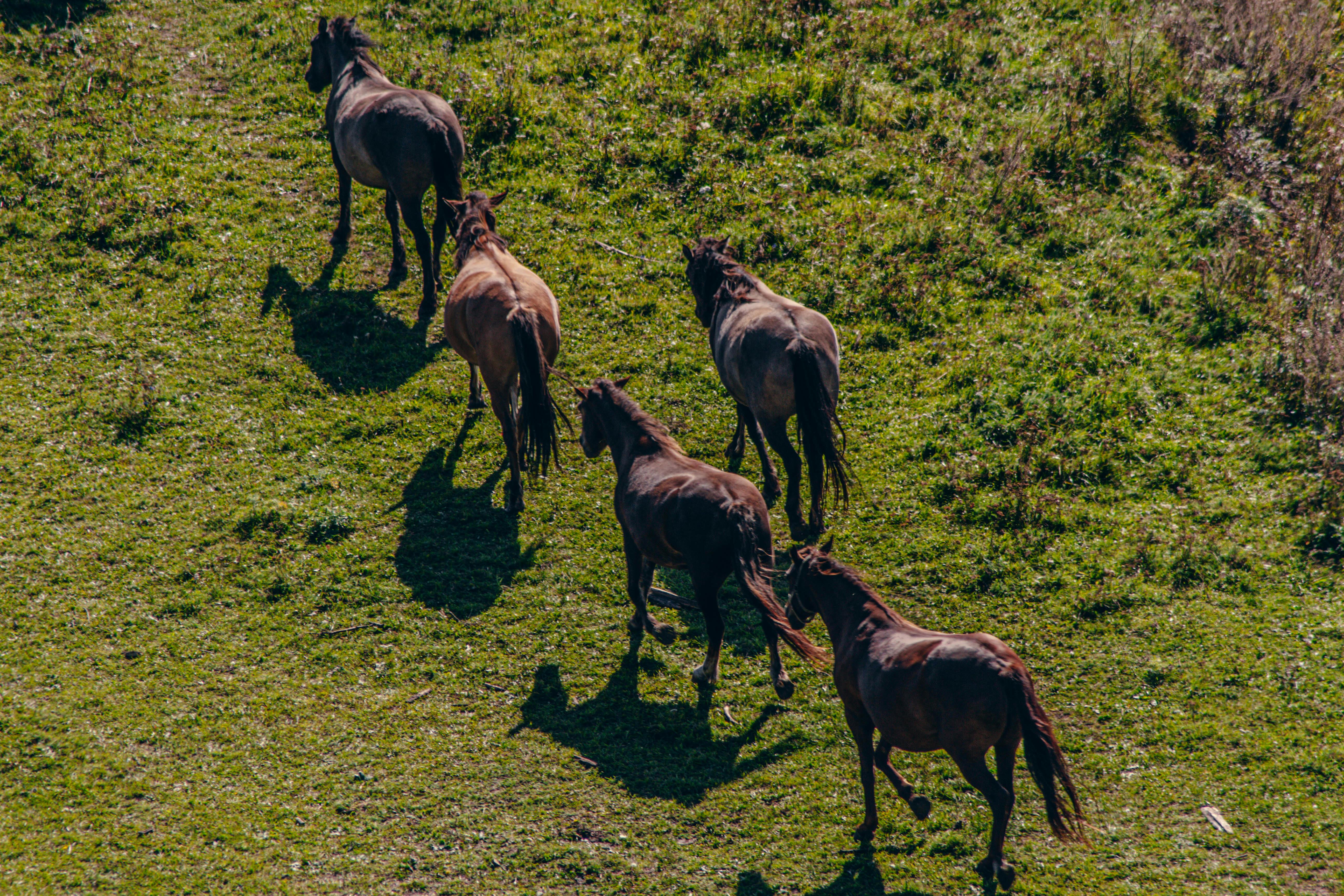 Aerial View of Horses Grazing in Bashkortostan Fields