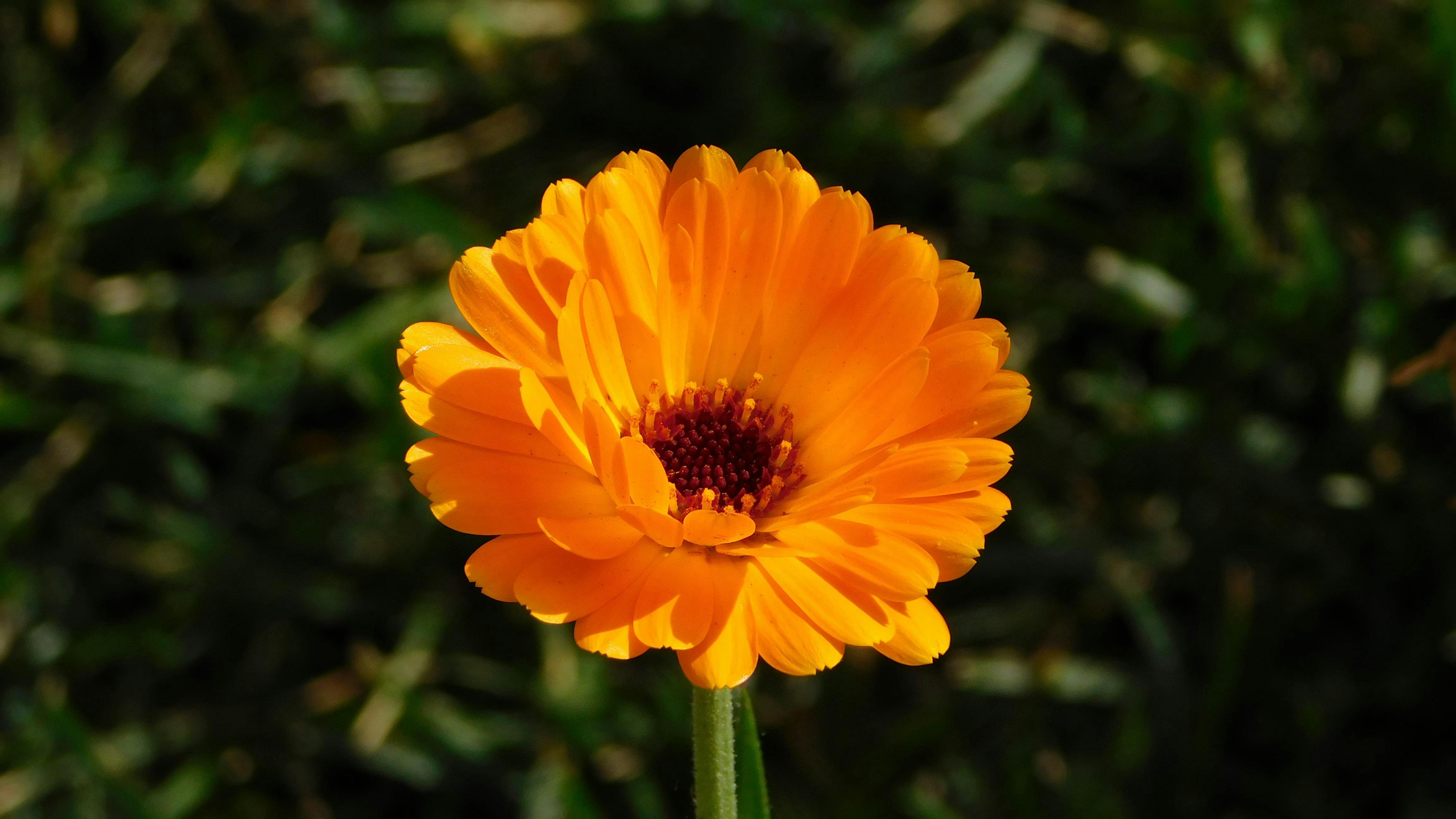 Organic garden with flowers and tools